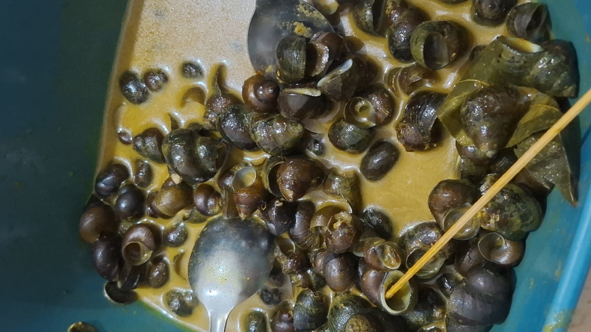 In a turquoise container filled with a yellowish, soupy curry, numerous small, dark brown to black snails are submerged. Some snails are whole, while others appear to have their shells partially open, revealing their interior. A silver spoon is positioned in the upper left of the container, partially submerged and angled towards the snails. Another silver spoon is visible in the upper right, also partially submerged. A thin, light brown wooden skewer is placed diagonally across the lower portion of the container, resting on top of several snails and the curry. The background of the container is a blurred, dark teal color. The overall scene suggests a close-up view of a prepared dish, likely a snail curry, in a domestic setting in Ciharashas, Indonesia.