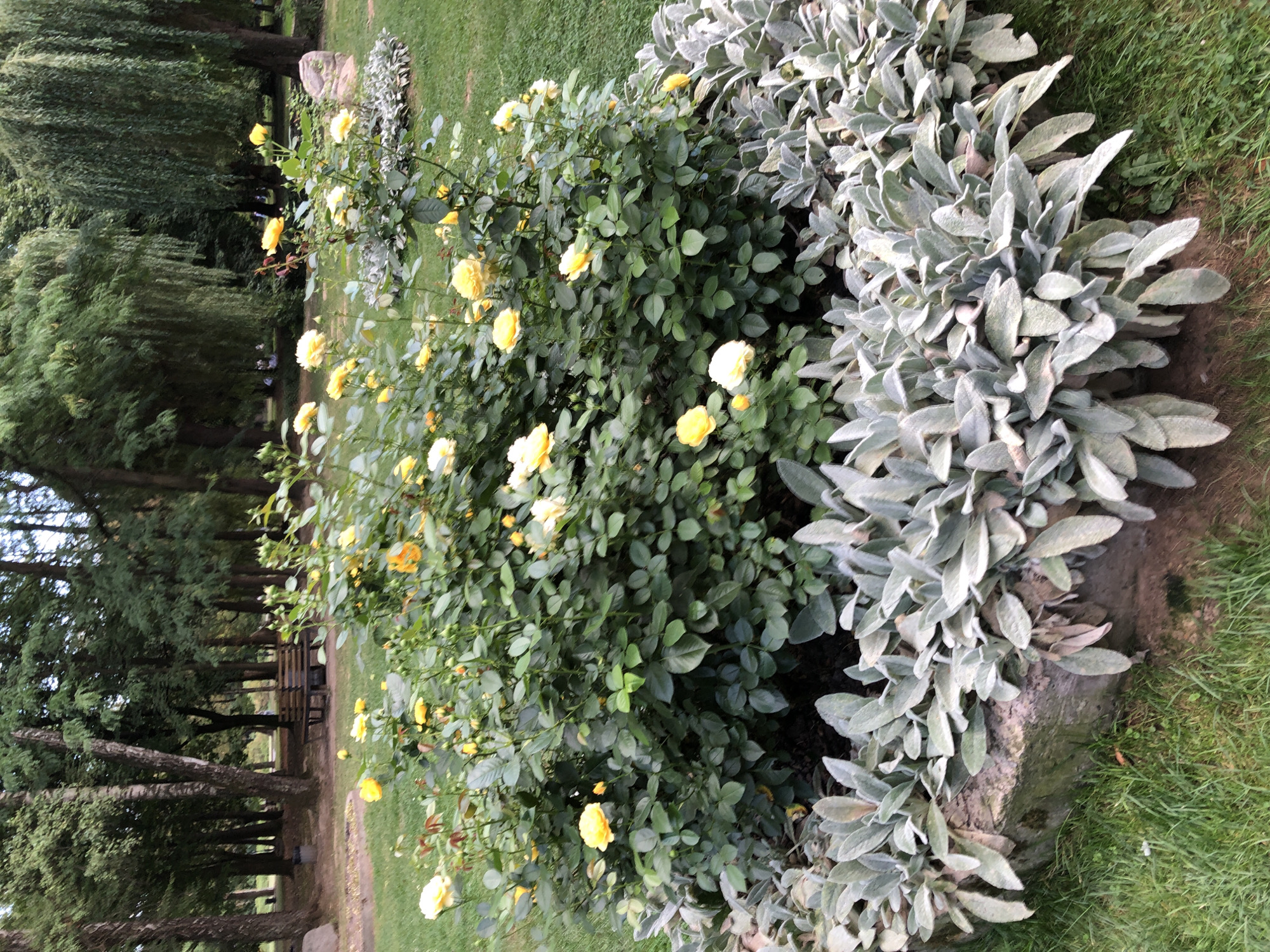 The image depicts a flowerbed in a park in Lviv, Ukraine. A lush green rose bush, laden with numerous yellow roses of varying bloom stages, dominates the center of the frame. The roses are a mix of fully opened blooms and developing buds, with some darker orange-hued roses also visible. The rose bush is bordered by a low stone wall, against which soft, greyish-green leafy plants are planted. These plants, possibly Lamb's Ear (Stachys byzantina), create a fuzzy textured foreground.
The background is a park setting with a lawn of neatly cut green grass. Further back, tall deciduous trees with dense green foliage create a naturalistic backdrop. In the mid-ground, a wooden park bench with a dark frame is visible between two trees. The overall scene suggests a well-maintained public garden space within the city. No people are clearly visible, but the presence of the bench implies a place for relaxation. The lighting suggests it is daytime, with soft light filtering through the trees.