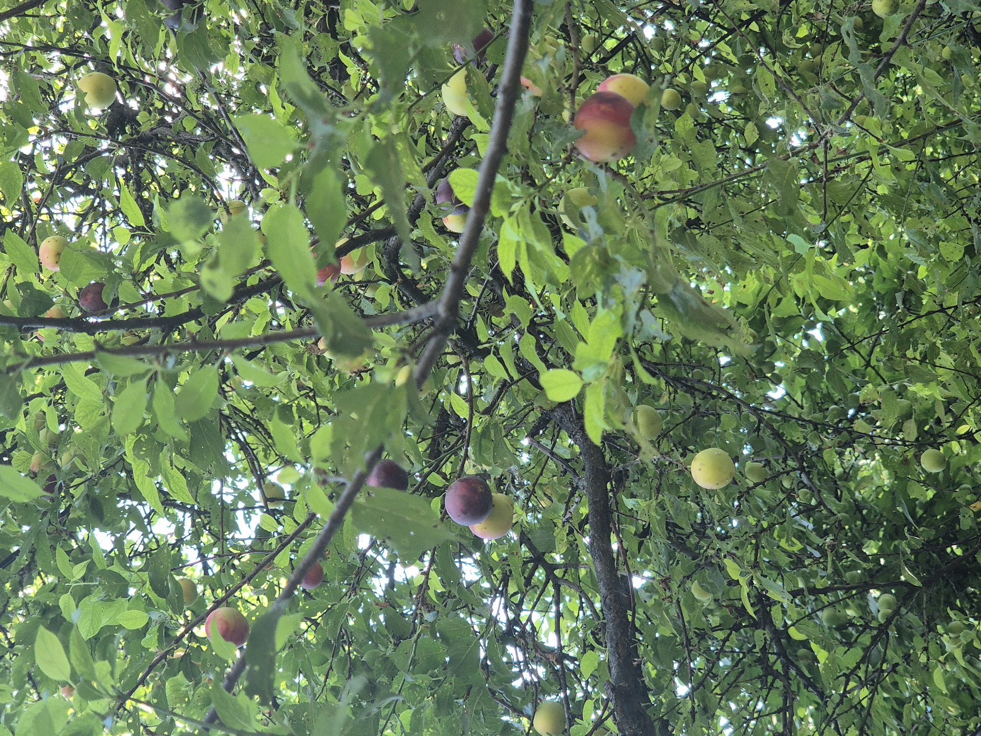 A close-up, eye-level, vertical shot shows the canopy of a plum tree laden with ripe fruit. The plums are a mix of green, red, and deep purple, hanging from thin branches amidst lush green leaves. Sunlight filters through the leaves, creating dappled light and shadows, and occasionally revealing bright spots of sky. The branches are dark and gnarled, creating a dense, intricate network. The overall impression is one of abundance and natural growth.