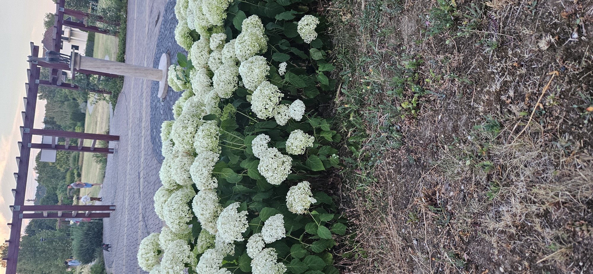 The image captures a scene in the city of Hévíz, Hungary, likely within a park or landscaped area. In the foreground, a dense bed of white hydrangeas fills the lower half of the frame, their large, clustered blooms creating a lush display. Behind the flowers, a paved pathway constructed of interlocking bricks forms a decorative pattern, leading towards a wooden pergola structure.
Further in the background, several individuals are visible. Two adults and a child are standing near the pergola. One adult, a male, is wearing a gray t-shirt and blue shorts, while the child is in a light-colored long-sleeved shirt and brown pants. Another person, possibly female, is seen further to the left, wearing a blue top and light-colored pants. A small black dog is also present, walking on the pathway to the left of the pergola.
The environment beyond the paved area consists of green grass, trees, and a building in the distance. A stone sculpture, resembling a horse on a pedestal, stands near the pergola on the right side of the pathway. The sky appears to be overcast with a hint of sunset colors, suggesting it is late afternoon or early evening. The overall impression is of a well-maintained public space designed for relaxation and enjoyment.