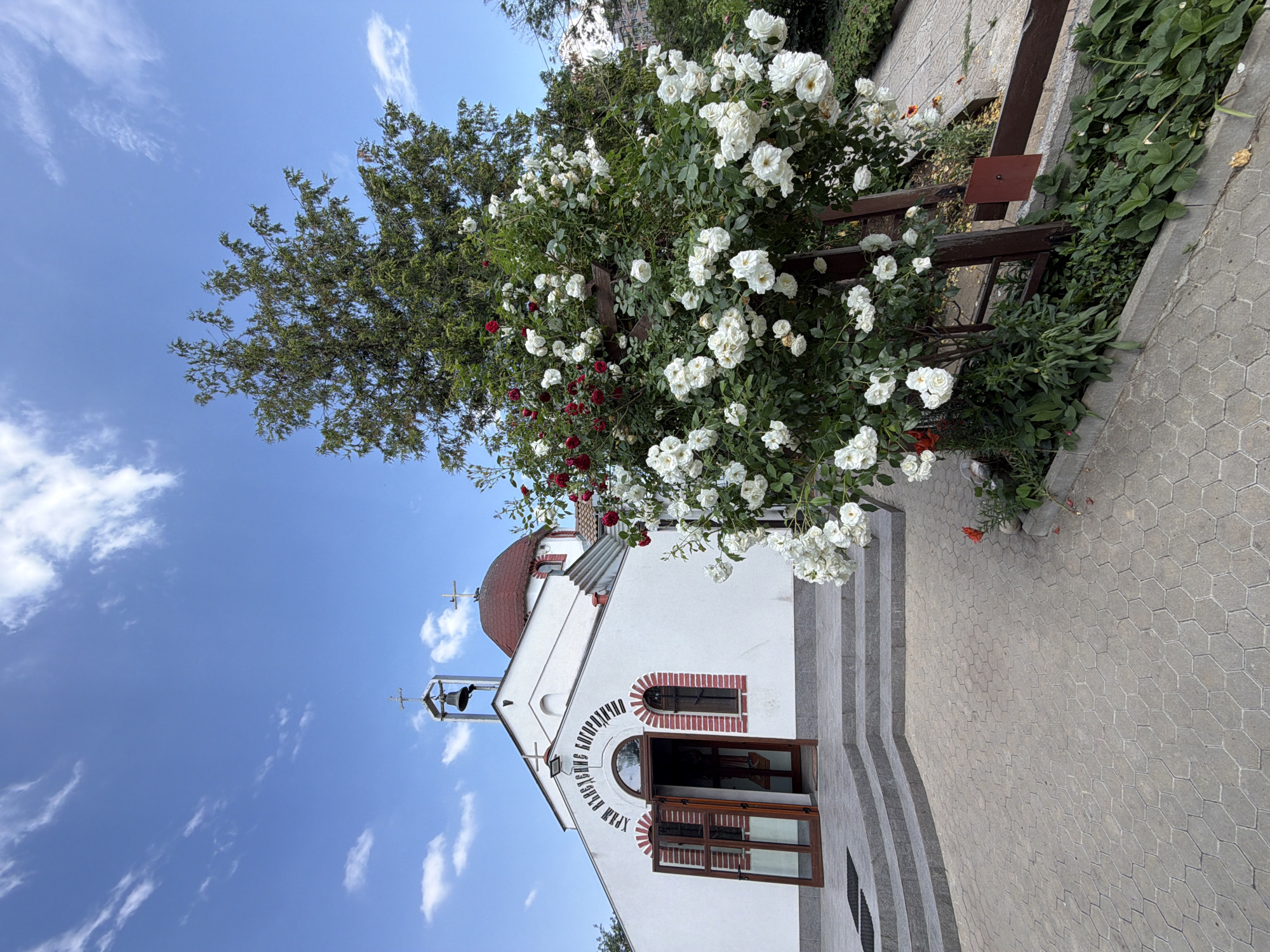 The image captures an exterior daytime scene of a white religious building, likely an Eastern Orthodox church, with a red dome and a separate bell tower. The building's facade features an open, arched double-door entrance with glass panels, flanked by two smaller arched windows with red brick-patterned frames. Above the main entrance, text in Cyrillic script reads "ХРАМ ВЪЗНЕСЕНИЕ БОГОРОДИЦА". A grey, polygonal-patterned paved path leads to light grey stone steps that ascend to the entrance.
To the right of the paved area, a prominent climbing rose bush, heavily covered in white blooms and interspersed with some red roses, is supported by a dark wooden trellis structure. Behind this rose bush, a tall, dense green conifer tree rises against a clear blue sky dotted with scattered white, wispy clouds. A low concrete curb separates the paved path from a garden bed containing various green foliage and a few additional red flowers. The bell tower, positioned over the entrance, houses a dark bell and is topped with a cross, as is the red dome. No individuals are visible in the scene. The lighting suggests a bright, sunny day.