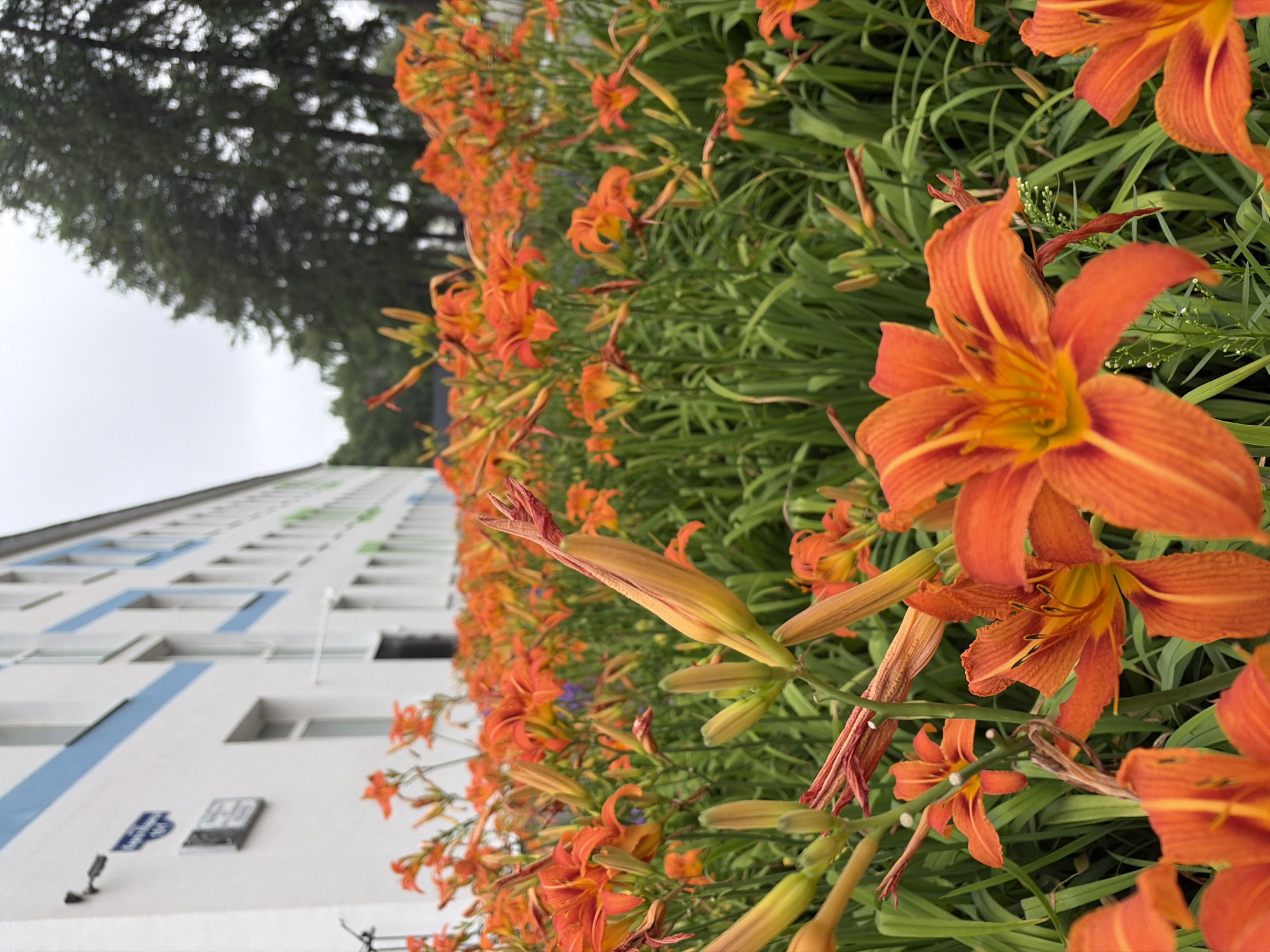 This is an outdoor, eye-level, vertical, medium shot of a dense bed of bright orange daylilies in bloom, with their green foliage. In the background, a white building with blue and green accents, typical of a Russian educational institution or government building, runs horizontally across the frame. The building has multiple windows and a light grey, overcast sky is visible above it, suggesting cloudy weather. A mature evergreen tree is also visible to the right of the building. The foreground is dominated by the orange lilies, some of which are in full bloom with visible stamens, while others are still buds. The focus is on the flowers. The image appears to be taken in Chaikovsky, Russia, given the architectural style of the building and the presence of deciduous and evergreen trees. There are no people or animals in the image.