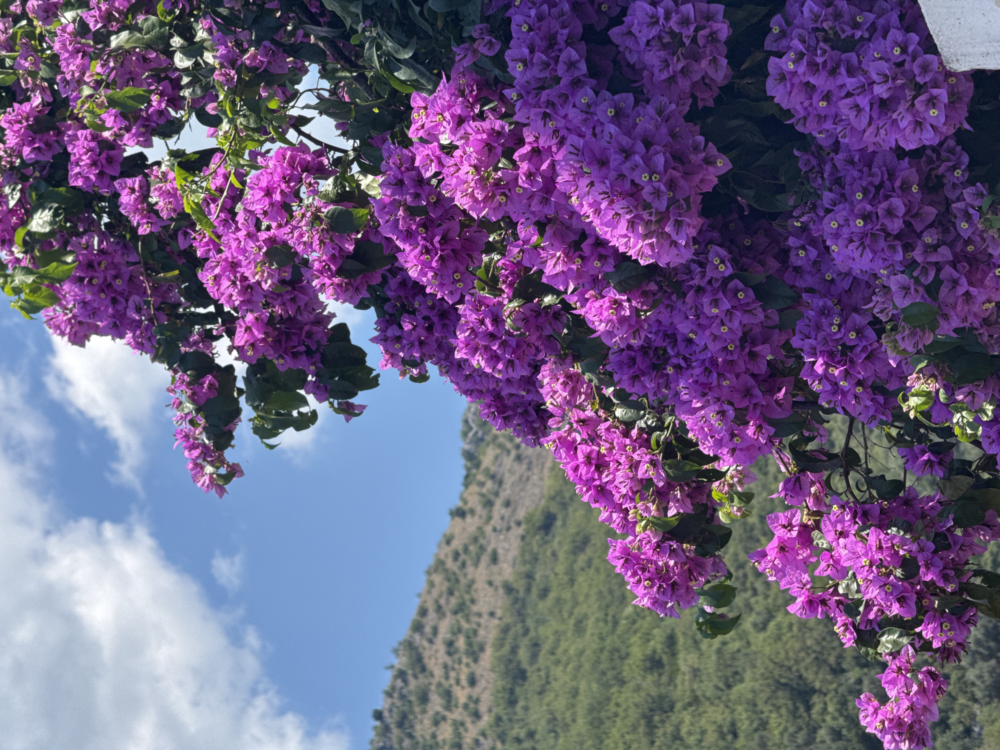In the city of Trap, Montenegro, a vibrant bougainvillea plant with abundant purple flowers cascades over a hillside. The plant's lush foliage and blossoms dominate the foreground of the image, obscuring much of the background. Behind the flowers, a green, tree-covered mountain slopes upward, its textured surface meeting a bright blue sky dotted with white clouds. The scene is captured from a low angle, emphasizing the full bloom of the bougainvillea.