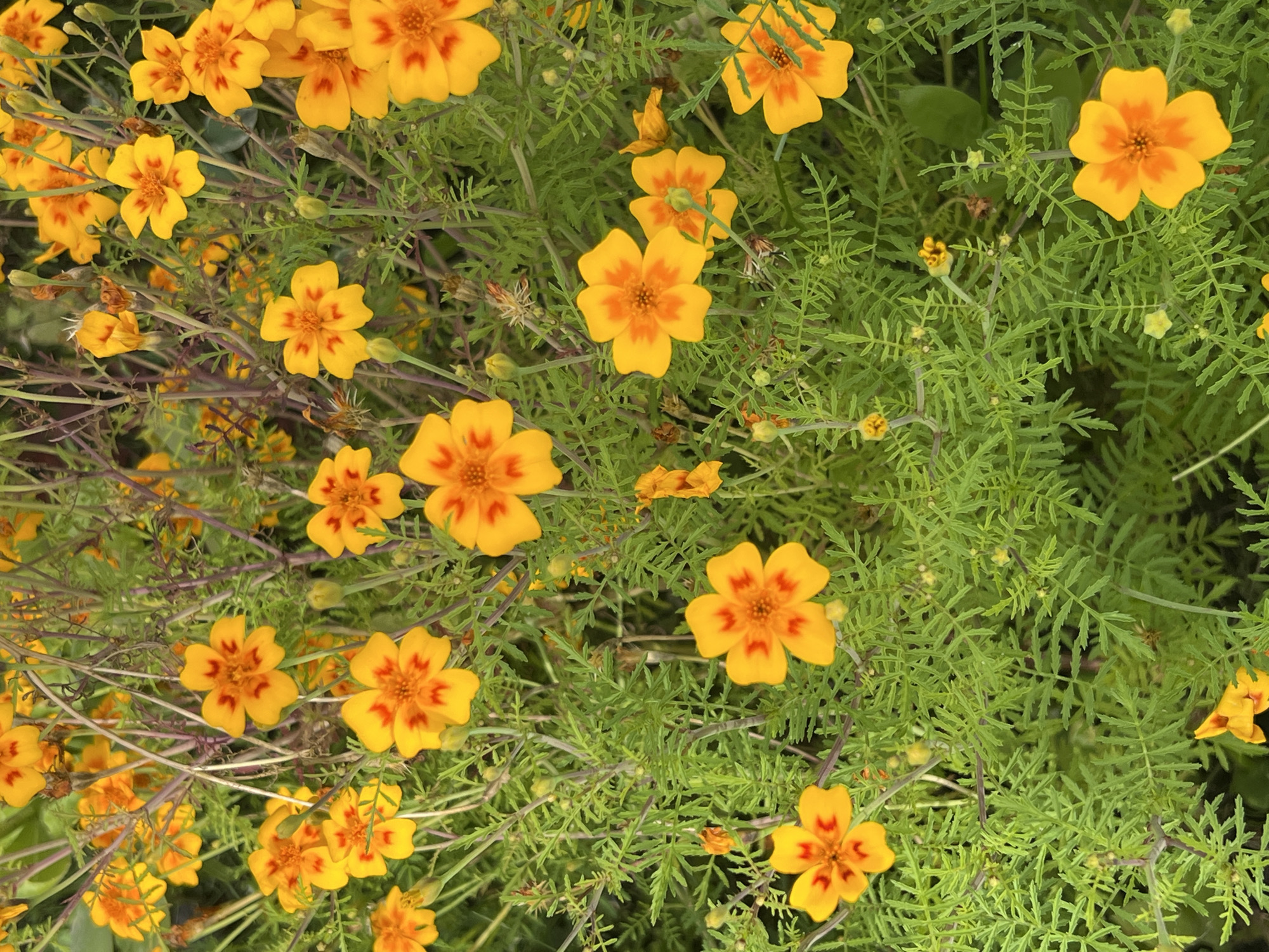 The image displays a dense cluster of bright yellow and orange marigolds in full bloom, interspersed with their feathery green foliage. The flowers exhibit a distinct pattern of yellow petals surrounding a darker orange-red center. Some of the flowers are fully open, revealing their intricate petal structure, while others are in various stages of bud formation or have partially wilted petals, adding to the natural and organic feel of the scene. The stems are thin and appear a reddish-brown color. The background is a soft blur of green and yellow, suggesting a garden or natural setting. The lighting is bright, illuminating the vibrant colors of the flowers. The scene appears to be an outdoor environment, likely a garden or a park, given the abundance of blooming flowers and lush greenery. This image was captured in the city of Otradnoye, Russia.