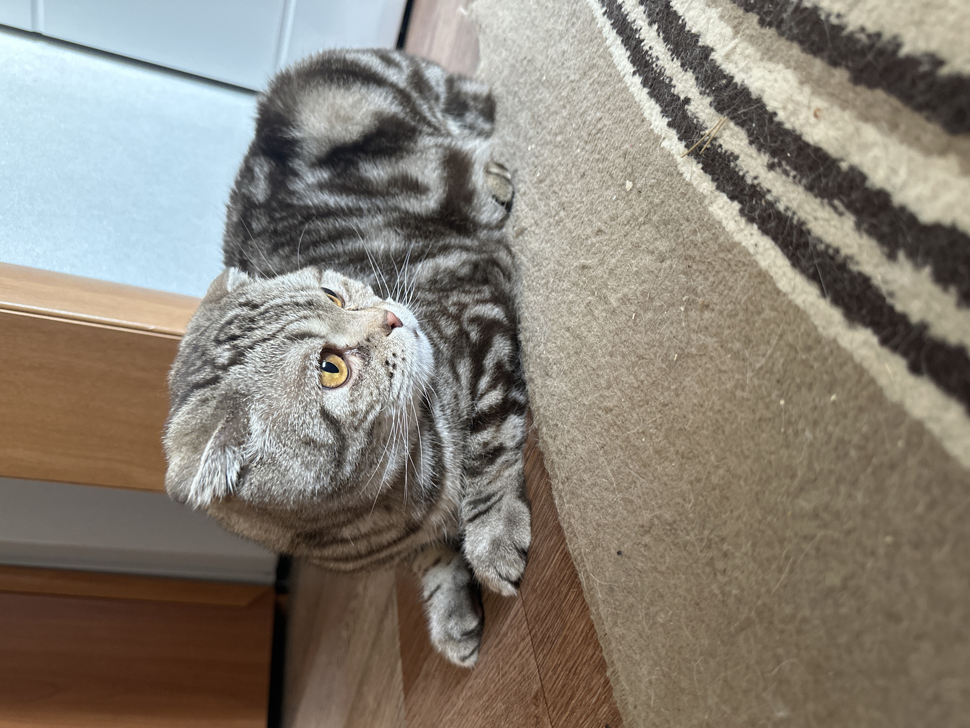 A gray tabby Scottish Fold cat lies on a carpet. The carpet has horizontal stripes in shades of brown and white. The cat has golden eyes and is looking upwards. It is lying on a wood floor. A white wall and wooden trim are visible in the background. The location is unknown.