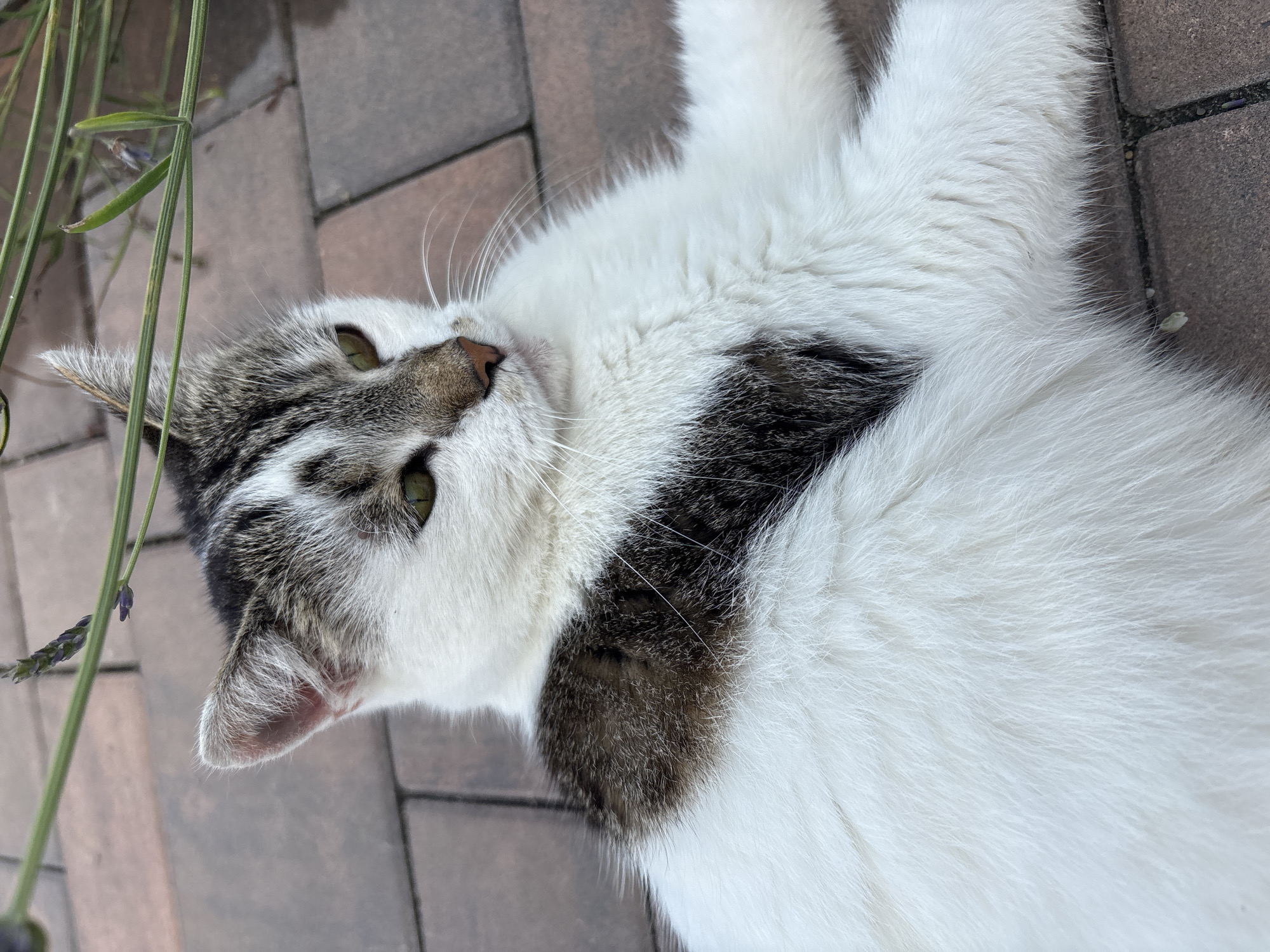 A medium shot captures a close-up of a partially white and tabby cat resting on a patterned brick patio. The cat is looking to its right, with its green eyes narrowed and its mouth slightly open. Its fur is predominantly white with patches of grey and black tabby markings. A single green stem with a small purple flower, likely lavender, arches over the top left of the frame, out of focus. The background consists of the brick patio. The scene is set in Drożki, Poland.