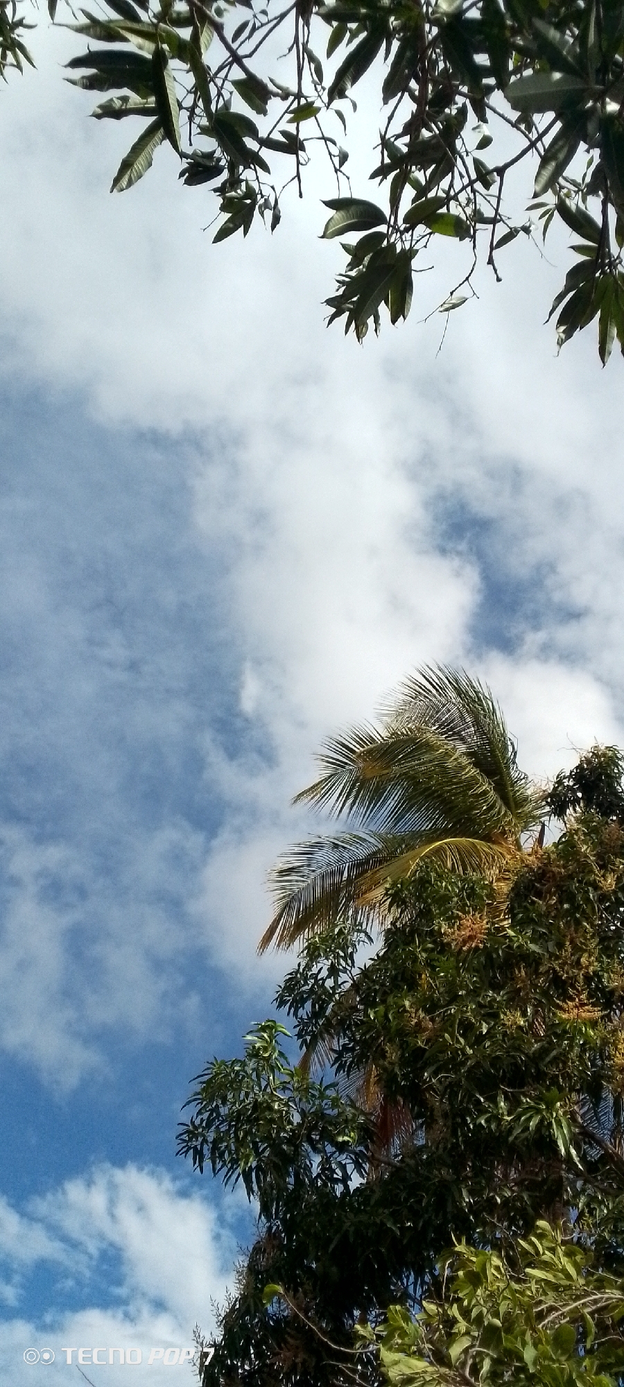 The image depicts a view looking upwards towards a partly cloudy sky. Tree branches and leaves frame the top and right sides of the scene. A palm tree is seen in the mid-ground and blends in with other trees. The sky is a mix of blue and white clouds. The location is Altagracia, Venezuela.