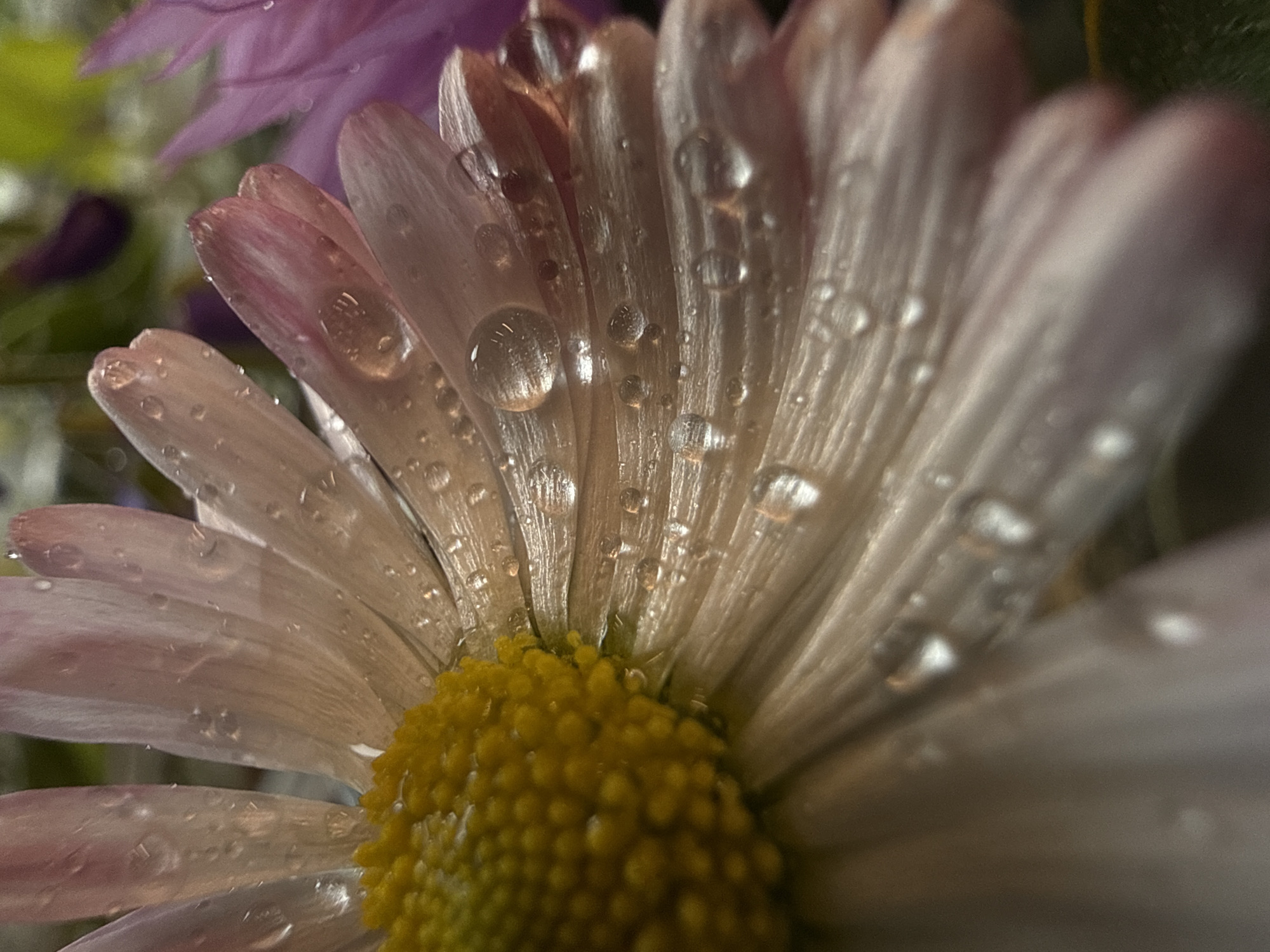 A close-up, macro photograph captures a pink and yellow daisy with numerous water droplets on its petals. The lighting is soft and diffuse, highlighting the delicate textures of the flower and the glistening water. In the background, out-of-focus purple and green elements suggest other flowers or foliage. The image does not depict any recognizable urban or natural landmarks in Chaikovsky, Russia, or any human presence.