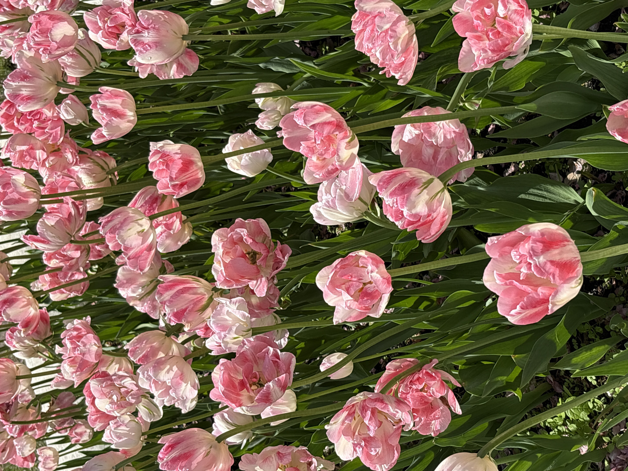 A field of pink and white double tulip flowers is shown in an outdoor setting. The tulips are densely packed together, with their green stems and leaves filling the spaces between the blooms. The scene is bathed in soft sunlight, creating a warm and inviting atmosphere. The location is likely a park or garden in Saint Petersburg, Russia, given the prevalence of tulips in the city's landscaping. The scene does not include any people.