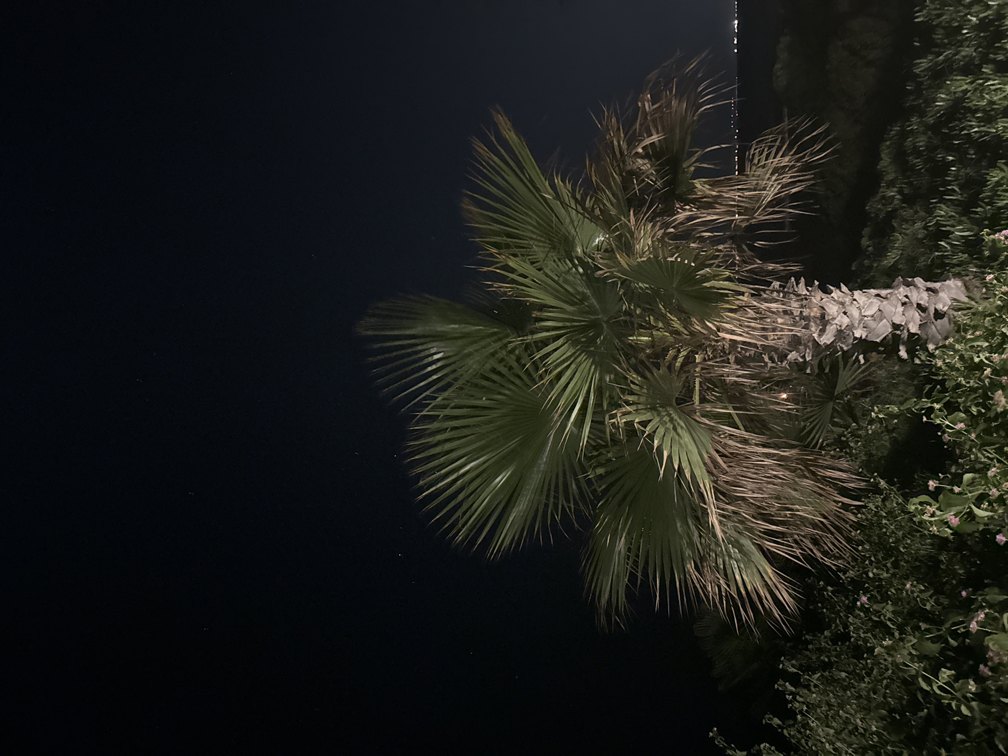 In Parekklisia Community, Cyprus, a palm tree stands tall against a dark night sky dotted with faint stars. The tree's fronds are a vibrant green, fanning out from a thick, textured trunk. Below the palm, a dense bed of foliage with small pink flowers carpets the foreground. In the distance, a faint line of lights suggests a coastal town or settlement. The scene is illuminated by an unseen light source, casting subtle highlights on the palm's leaves and trunk.
