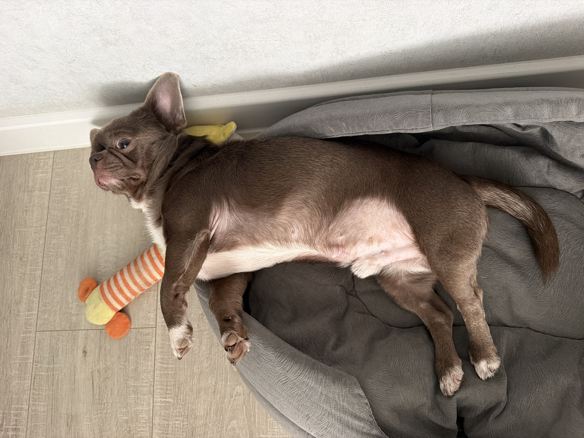 A brown and white French Bulldog puppy is lying on its back in a gray dog bed. Its legs are splayed out, and its belly is exposed. The puppy is looking up at the ceiling with its mouth slightly open. A stuffed toy, shaped like a carrot with orange and yellow stripes, is lying on the floor next to the dog bed. The floor is made of light-colored wood planks. A white wall with a vertical white trim is visible on the right side of the image. The scene appears to be indoors, possibly in a home in Votkinsk, Russia.