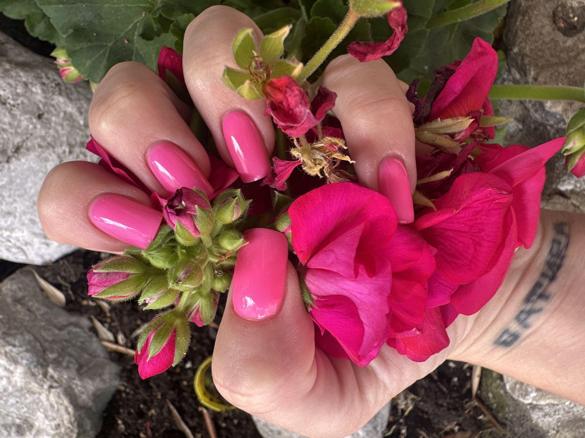 A person's hand, with a tattoo visible on the wrist, holds a cluster of bright pink geranium flowers. The fingernails are painted a matching pink shade. The hand appears to be near a geranium plant, and rocks are visible in the background. It is not possible to determine the location in the city of Budva, Montenegro, from this image.