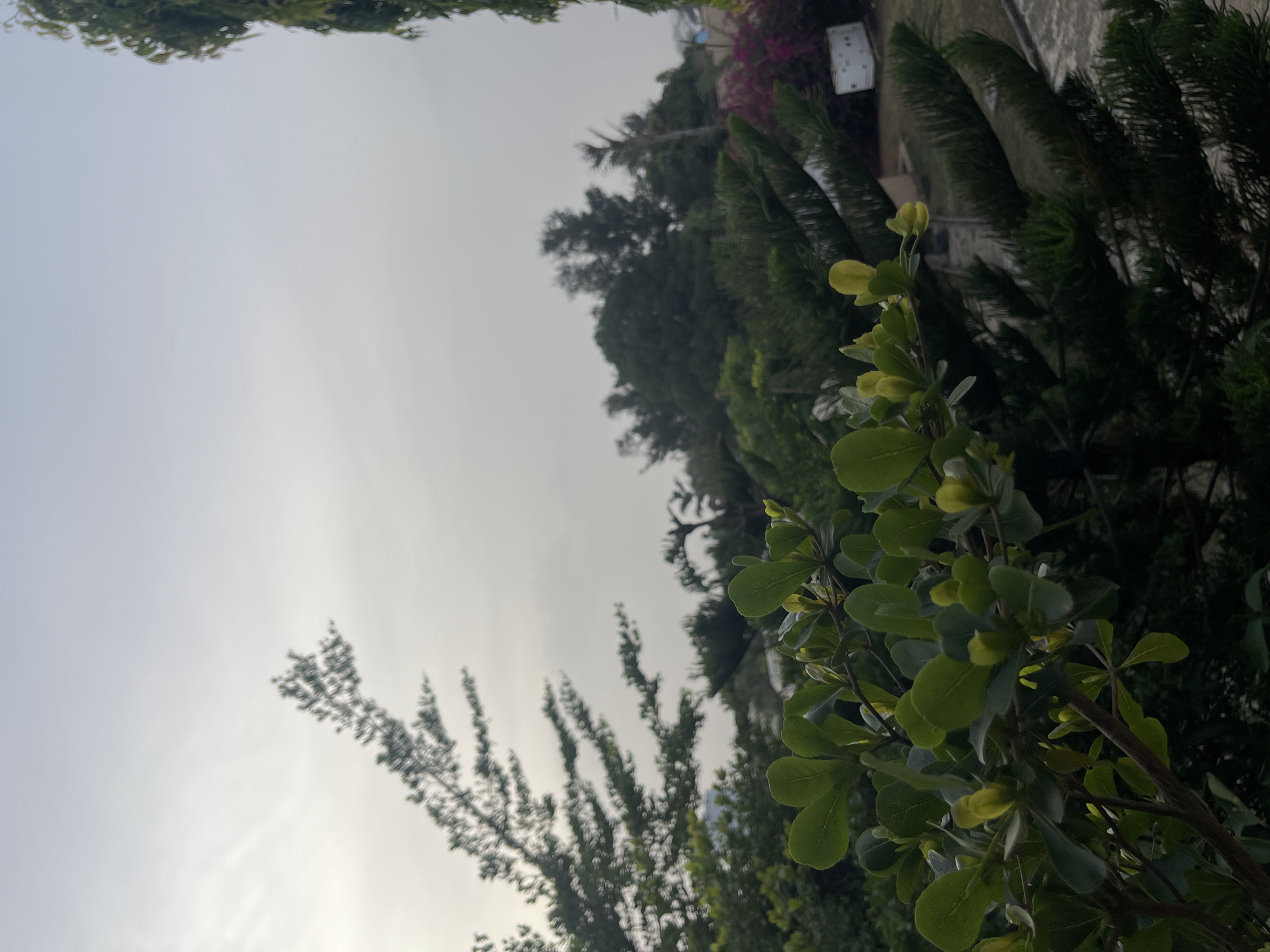 The image presents a daytime outdoor scene in Gura Top, Nigeria. Predominantly featuring greenery, there are several types of trees visible. One species exhibits small, rounded, light-green leaves clustered at the ends of branches, while another appears to be a type of evergreen with needle-like foliage. Further in the background, taller trees with broader canopies are visible. Above the trees, the sky is a uniform light gray, suggesting overcast conditions. A building can be seen in the background. There are no visible people. The photograph appears to have been taken at an angle, giving a skewed perspective.