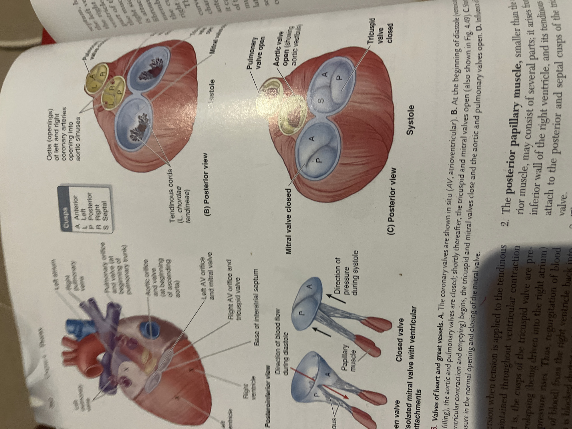 The image displays anatomical illustrations of the human heart, focusing on its valves and their function during the cardiac cycle. It includes diagrams showing the posterior view of the aortic and pulmonary valves, as well as visualizations of the mitral valve during diastole and systole. Textual labels identify various parts of the heart, such as the atria, ventricles, coronary arteries, and valve structures like tendinous cords and papillary muscles. The illustrations detail the opening and closing mechanisms of the aortic, pulmonary, tricuspid, and mitral valves, relating them to blood flow and pressure changes. There is no information within the image that pertains to Jalingo, Nigeria, or any urban environment.