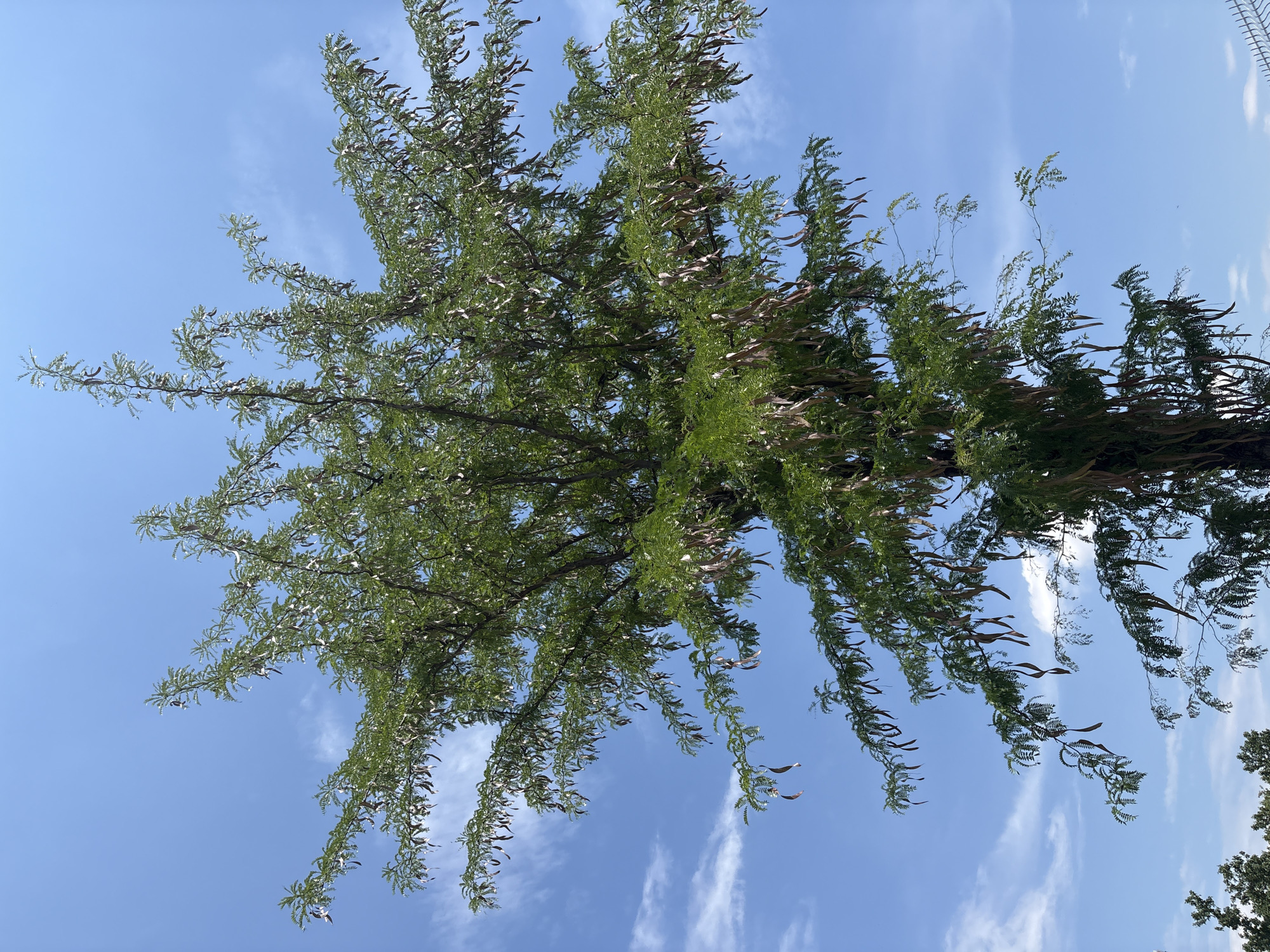 The image displays a tall, mature tree with feathery green leaves and numerous long, brown seed pods hanging from its branches. The tree is set against a bright blue sky with scattered white clouds. The lower portion of the image shows the tops of other trees, possibly in a park or natural area. The overall scene suggests an outdoor environment on a clear day. Based on the provided context, this image is located in the city of Plovdiv, Bulgaria.