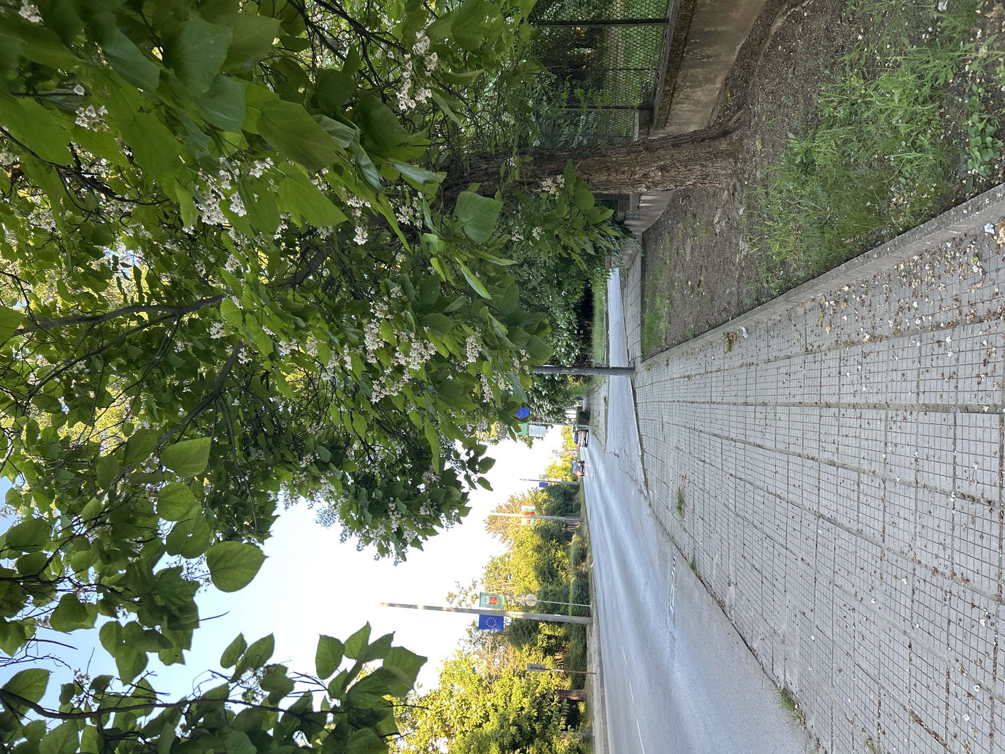 The image depicts a street scene in an urban environment, possibly in Bulgaria given the flags visible. In the foreground, a paved sidewalk runs alongside a road. The sidewalk is made of square tiles with a grid pattern. Adjacent to the sidewalk is a strip of grass and dirt, and a thick-trunked tree with green leaves and white flowers is prominently featured on the right side of the image. Beyond the tree, a chain-link fence and a low concrete wall are visible. The road is asphalt, and there are vehicles driving on it in the distance. Several flags are mounted on poles along the side of the road. The sky is visible and appears to be clear. The overall impression is of a sunny day in a somewhat unkempt urban area with blooming trees.