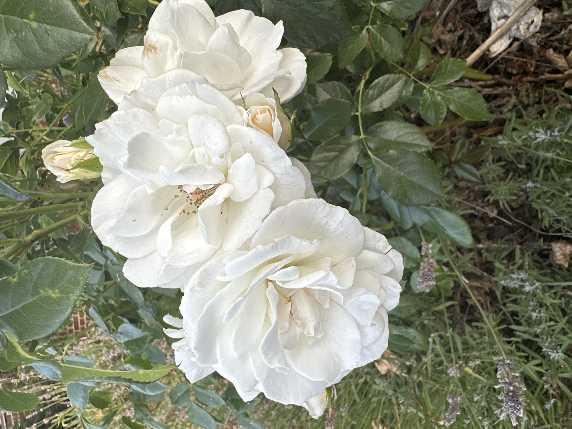 This is a close-up, eye-level shot of three white roses in bloom, with a fourth rose bud visible behind them. The roses are the primary focus, with their delicate petals layered and slightly ruffled. The center of the blooming roses reveals glimpses of stamens and pistils. Surrounding the roses are dark green leaves and stems, some of which are slightly blurred due to the shallow depth of field. In the lower foreground, a patch of lavender plants with their characteristic purple buds adds a touch of color and texture to the scene. The background is a mix of greenery and some out-of-focus elements that suggest a garden environment. The lighting appears to be natural daylight, creating soft shadows and highlighting the textures of the petals and leaves. There are no people or animals in the image. The scene is still and natural, capturing the beauty of the roses in their growing environment.
The image does not contain any information that would allow for the determination of its location within the city of Krefeld, Germany.