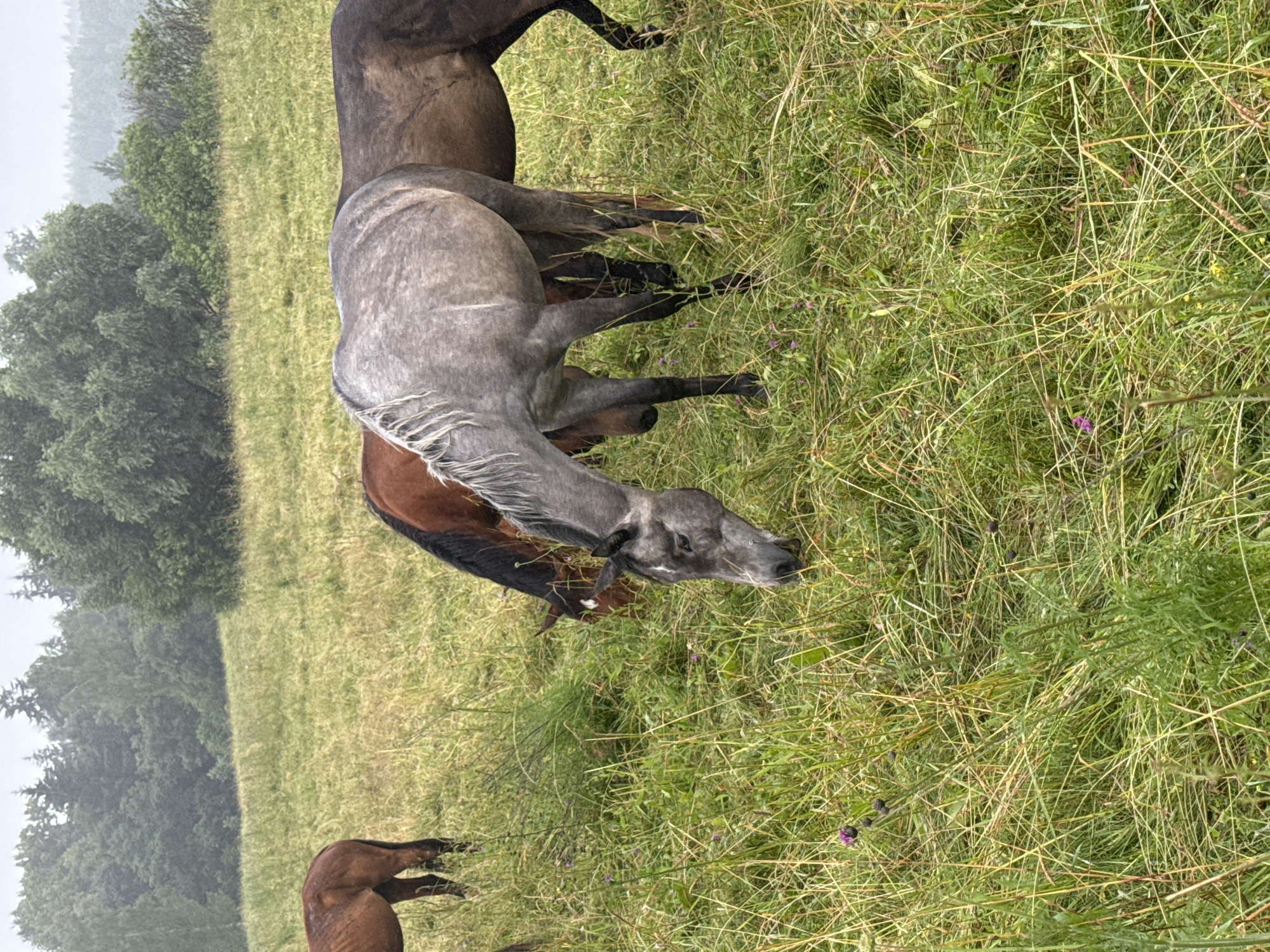 In Galinė, Lithuania, a herd of four horses grazes in a lush, green field. A dappled grey horse is in the foreground, its head lowered to eat. Behind it, a dark bay horse also grazes, its mane a stark contrast to its coat. To the left, a chestnut horse stands partially obscured, its hindquarters visible. Further to the left, another chestnut horse is mostly out of frame, only its hindquarters and legs visible. The field is abundant with tall grasses and scattered purple wildflowers. In the background, a dense forest of green trees rises under a cloudy, overcast sky.