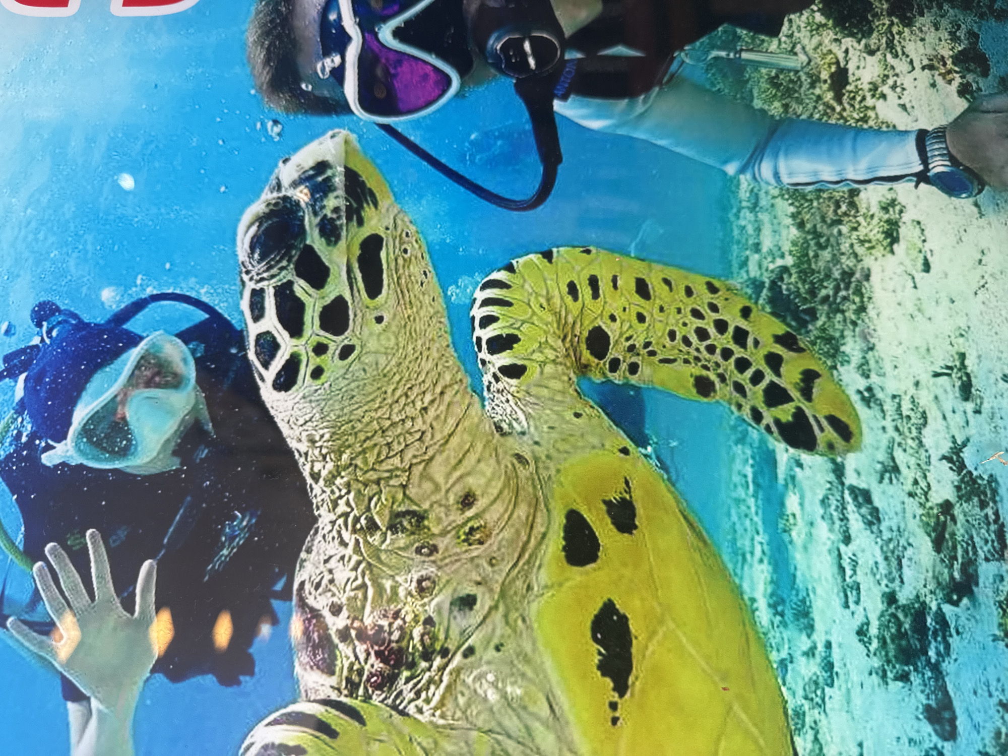 An underwater scene features a sea turtle and two scuba divers. The turtle, predominantly yellow and green with black spots, is in the foreground and mid-ground, its body and flippers visible. One diver, wearing a dark wetsuit and mask with purple lenses, is in the right mid-ground, with a breathing apparatus attached. Their left arm and hand are visible, wearing a wristwatch. A second diver, wearing a dark wetsuit and mask, is in the background, with their gloved left hand extended toward the turtle. The environment is a sandy seabed with coral formations and clear blue water, illuminated by sunlight filtering from above. The image appears to be a photograph taken in Karon, Thailand, depicting an aquatic wildlife encounter.