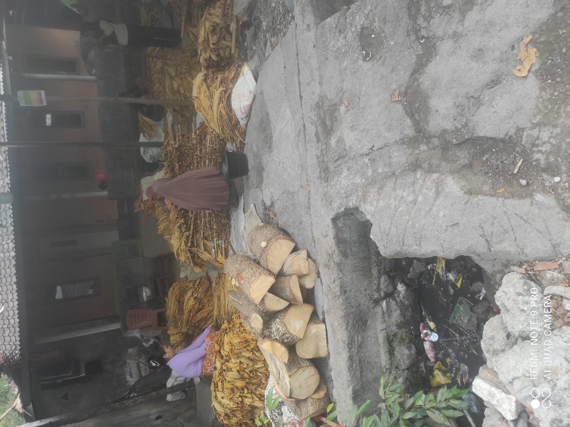 In Sakra, Indonesia, a scene unfolds involving the processing of tobacco leaves. In the foreground, a woman dressed in a purple top and patterned skirt is seated on the ground, surrounded by large piles of dried tobacco leaves. She appears to be engaged in sorting or preparing the leaves. Beside her, a black bucket rests on the ground. Further back, a person wearing a brown hijab is also positioned near the tobacco piles. A white sack, possibly containing more tobacco or supplies, is placed on the ground between the piles. In the middle ground, several cut logs are stacked on a concrete surface. Behind the tobacco processing area, a building with a tiled roof is visible. The environment appears to be an outdoor workspace adjacent to a dwelling. A drainage ditch containing water and debris, including plastic bottles and other refuse, is located in the lower left portion of the image. Several other individuals are partially visible in the background, suggesting an active processing operation.