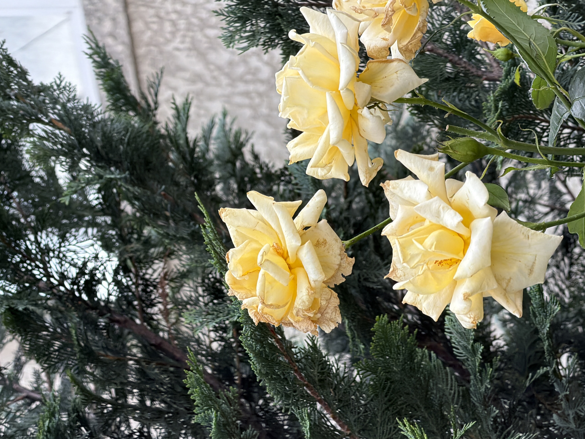 In Kozova, Ukraine, a close-up shot focuses on a cluster of light yellow roses in bloom, set against a backdrop of dark green evergreen foliage. The roses, some fully open with slightly wilted petals and others in earlier stages of development, are the primary subjects. The evergreen branches are dense and textured, creating a natural, outdoor setting. The lighting suggests an overcast or diffused light condition, with soft shadows and muted colors. The background is blurred, emphasizing the roses. The overall scene is static and captures a natural, garden-like environment.