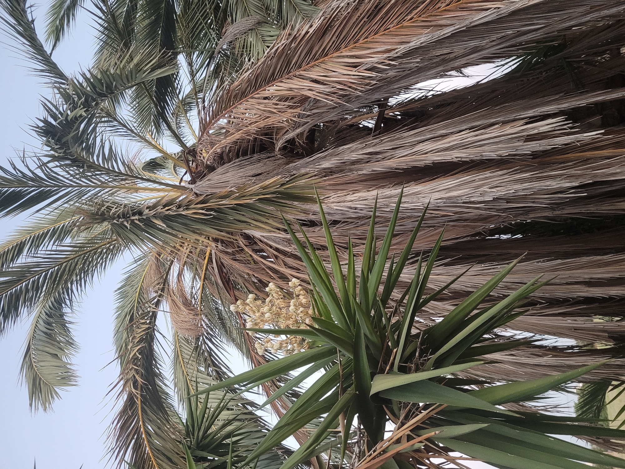 The image shows a close-up view of palm tree fronds and a yucca plant with a bloom, set against a light blue sky. The palm fronds are a mix of green and dry, brown, desiccated leaves. Some of the dry fronds are long and thin, creating a dense curtain of foliage. To the left of the image, a yucca plant with long, spiky green leaves emerges, and in the center of the yucca, a cluster of pale, cream-colored flowers is visible. The perspective is upward-looking, suggesting the viewer is standing beneath the trees. There are no people or animals visible in the frame. The image appears to be taken outdoors, with natural light. The context provided indicates the location is Kolossi, Cyprus, a region known for its Mediterranean climate which supports such vegetation.