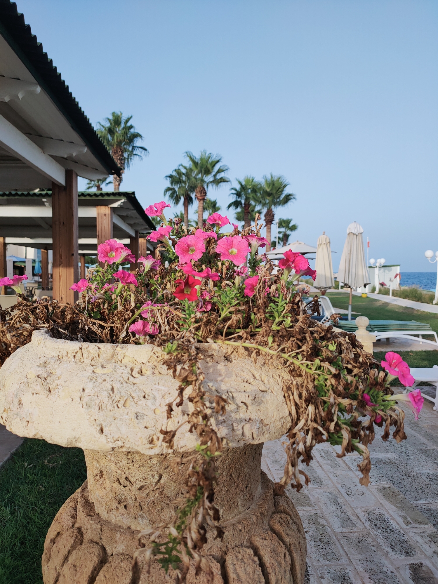 This image captures an outdoor scene near the coast, likely in Nabeul, Tunisia, characterized by a mix of cultivated and natural elements. In the foreground, a large, ornate stone planter overflows with vibrant pink petunias and dried, brown foliage. The planter itself is weathered, showing textured details and appearing aged. Behind the planter, a paved walkway, laid with rectangular stones, leads away from the viewer.
To the left, a covered structure with a dark, corrugated roof and white pillars suggests a resort or dining area, typical of coastal tourist destinations. Beyond this structure, several palm trees with lush green fronds stand tall against a clear, pale blue sky.
Further into the background, beach umbrellas, some closed and white, are set up on a manicured green lawn. The calm blue sea is visible in the distance, meeting the horizon under the expansive sky. The overall impression is one of a peaceful, sunlit morning in a resort setting, with the flourishing petunias providing a bright focal point against the more muted tones of the surroundings. There are no people visible in the frame.