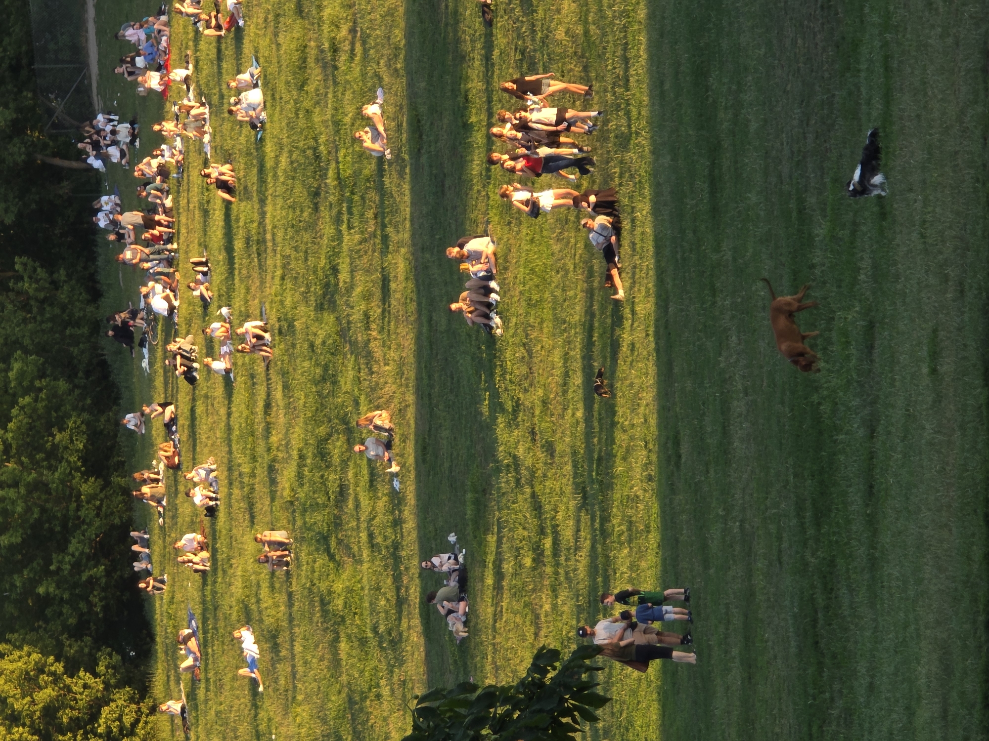 This is a high-angle, landscape-oriented photograph taken outdoors on a sunny day, likely in the late afternoon or early evening, as indicated by the long shadows cast across the grassy field. The scene is a park in Warsaw, Poland, filled with people enjoying the warm weather.
The primary subjects are numerous individuals, both adults and children, scattered across a large, well-maintained grassy area. Many people are lying down on the grass, some in small groups, appearing to be picnicking, relaxing, or sunbathing. Others are sitting, conversing, or standing. There are also two dogs visible in the image: a brown dog walking on the grass and a black and white dog further up the field. Objects include a bicycle, suggesting some people arrived by bike.
The overall mood appears to be relaxed and leisurely. People are dressed in casual summer clothing, and the bright sunlight and green grass contribute to a pleasant, recreational atmosphere. The long shadows suggest that the sun is low in the sky, providing a warm, golden light. The presence of trees on the left side of the frame indicates a natural or park-like setting. There is no visible text in the image.
