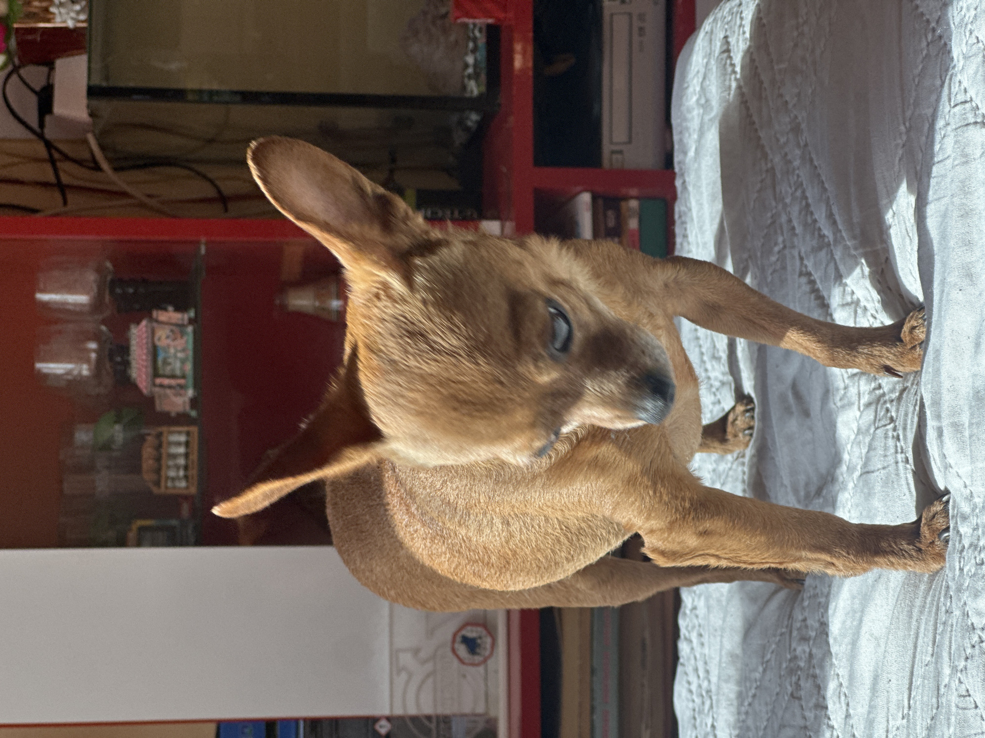 A medium-sized, short-haired, brown dog is standing on a white, quilted surface. The dog is oriented towards the left, its head turned slightly towards the camera. Behind the dog is a red cabinet or shelving unit displaying various objects, including glassware and what appears to be books or packaged goods. The background is out of focus. The image is rotated 90 degrees counter-clockwise. There is no evidence suggesting the location is Kalipetrovo, Bulgaria.