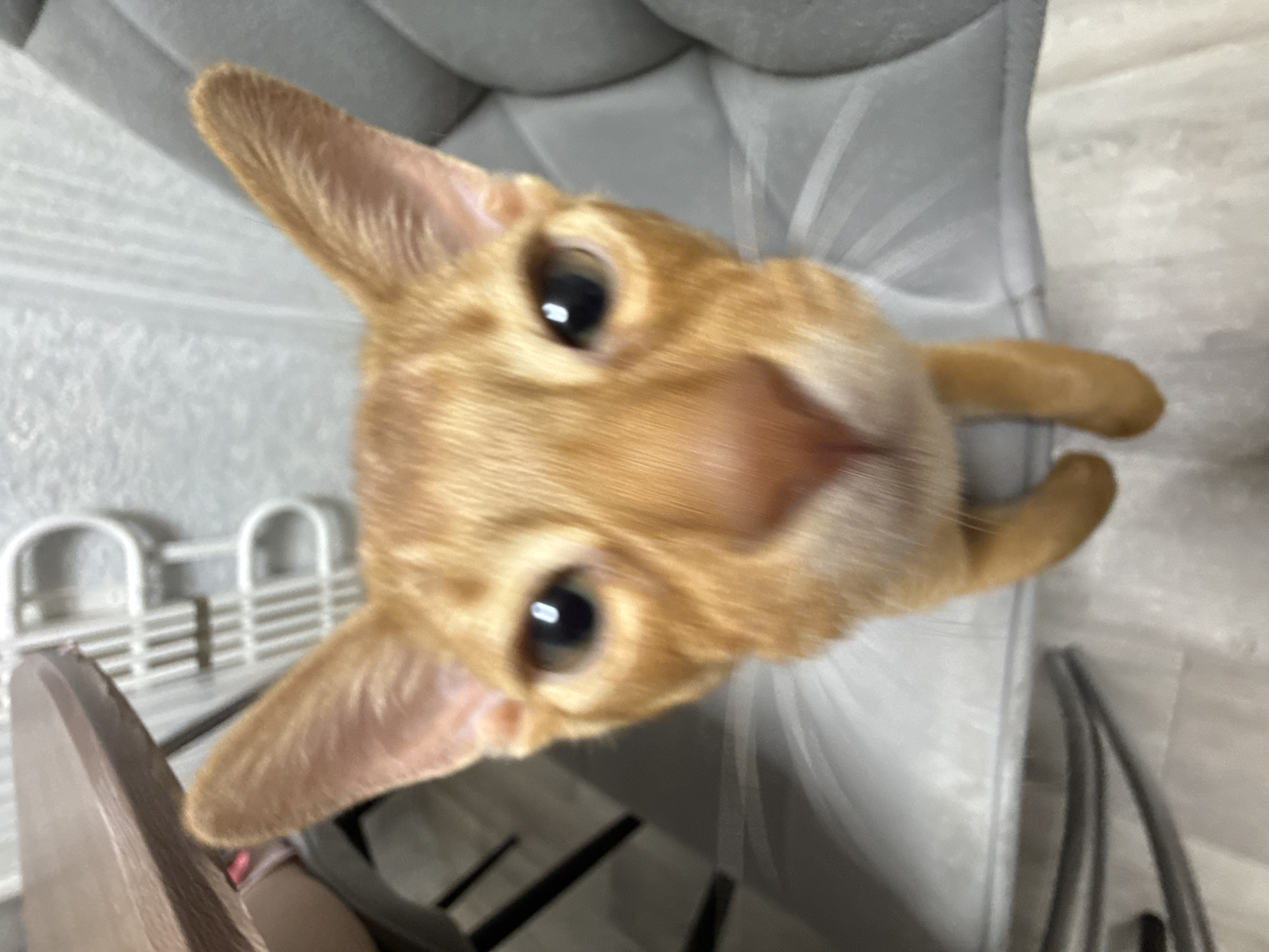 The image is an extreme close-up, shot from a low angle, of an orange tabby cat's face. The cat's head is tilted, and its eyes are wide open, looking directly at the camera. The focus is on the cat's face, with its prominent ears, bright eyes, and small nose. Parts of the cat's body, including its paws and tail, are also visible in the frame, appearing slightly out of focus.
The background of the image is blurred, suggesting the cat is in an indoor setting. Hints of furniture, possibly a sofa or chair, are visible in the upper portion of the image, rendered in shades of gray. In the lower half, there are elements that suggest household objects or furnishings, including what appear to be white plastic racks with arched openings and some darker, elongated shapes that could be furniture legs or other items. The lighting appears to be artificial, and the overall mood is one of curiosity and playfulness, conveyed by the cat's wide-eyed gaze. No text is visible in the image. The provided location context of Stary Oskol, Russia, does not offer any specific visual cues within the image itself.