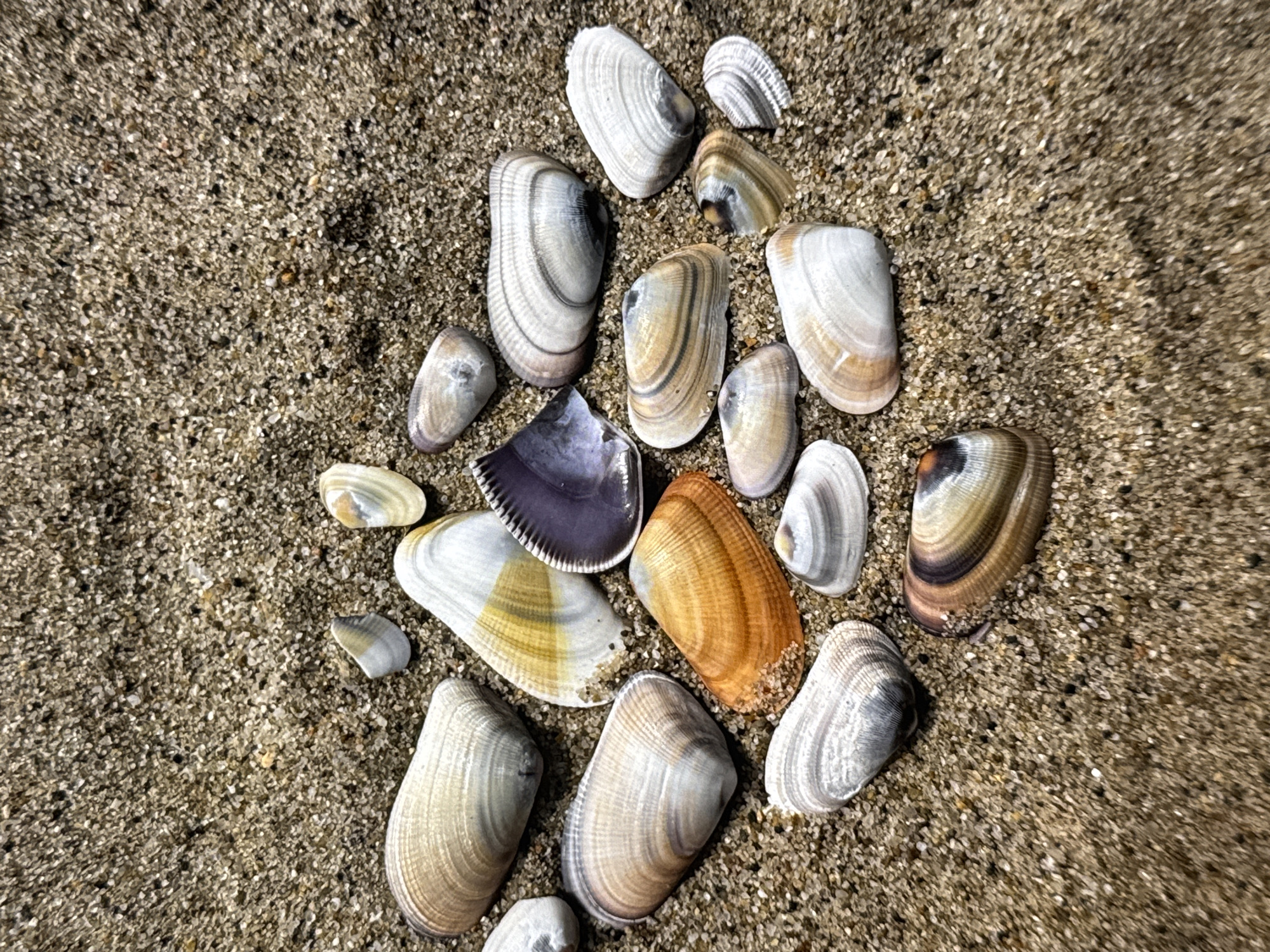 The image is a close-up, overhead view of a collection of seashells scattered on a sandy surface. The seashells are varied in size, shape, and color, with some displaying intricate patterns of white, grey, brown, yellow, and orange. The sand is a coarse-grained, light brown color. There are no people or animals visible in the image, and no actions or interactions are taking place. The scene appears to be a natural setting, possibly a beach.
Due to the lack of identifying landmarks or specific features, it is not possible to determine the exact location within the city of Los Angeles, United States of America.