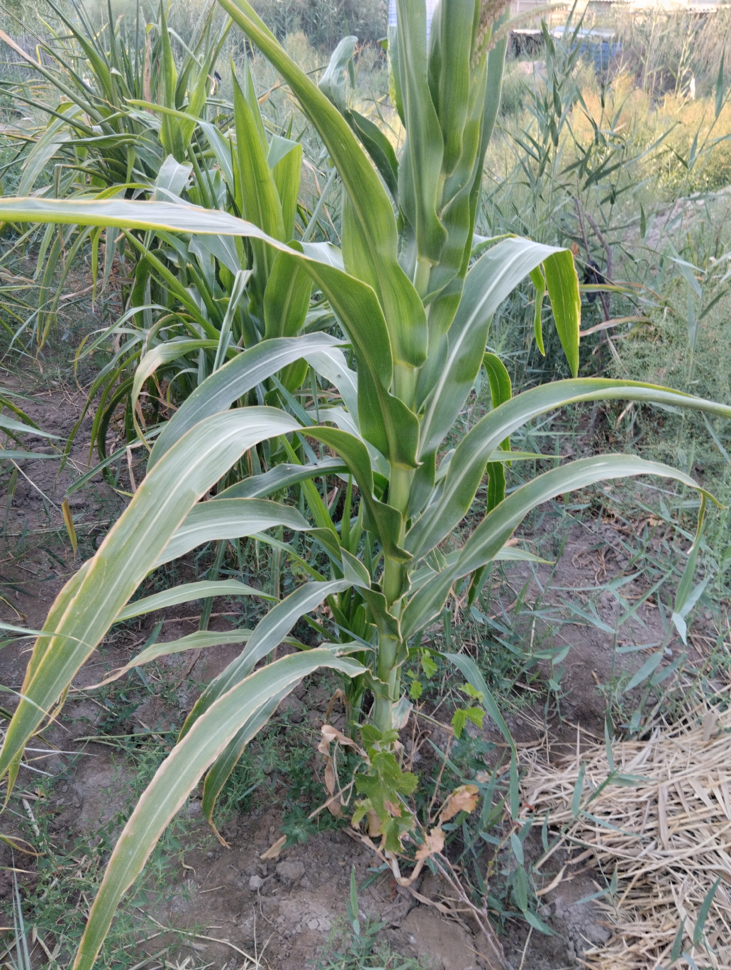 A close-up, eye-level, medium shot captures a row of young corn plants in Qanlikul, Uzbekistan. The stalks, varying in height, display vibrant green leaves with lighter green stripes. Some leaves droop slightly, while others point upwards. The soil beneath the plants is dry and cracked, with scattered dry grass and straw. The background is filled with more greenery, suggesting a field or garden. No people are visible in the image.