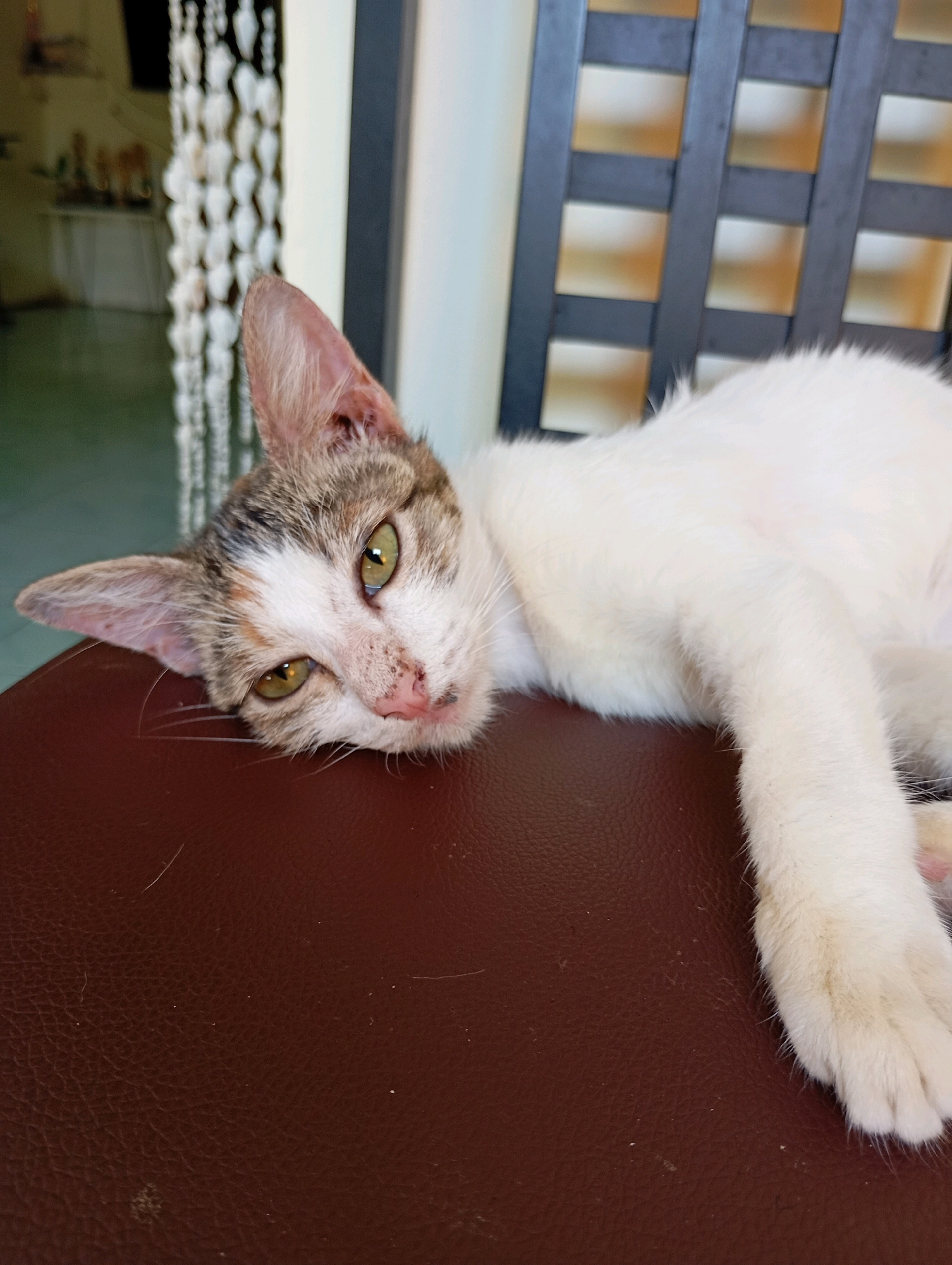 A calico cat is resting on a brown leather surface. The cat is lying on its side with its head propped up, facing the viewer. Its eyes are open and appear to be a yellowish-green color. The cat's fur is a mix of white, brown, and black markings. Its nose is pink, and there are some dark spots around its muzzle. The background is blurred but appears to be an indoor setting with some sort of decorative screen and furniture. The overall impression is of a relaxed and comfortable animal. This image was captured in Balikpapan, Indonesia.