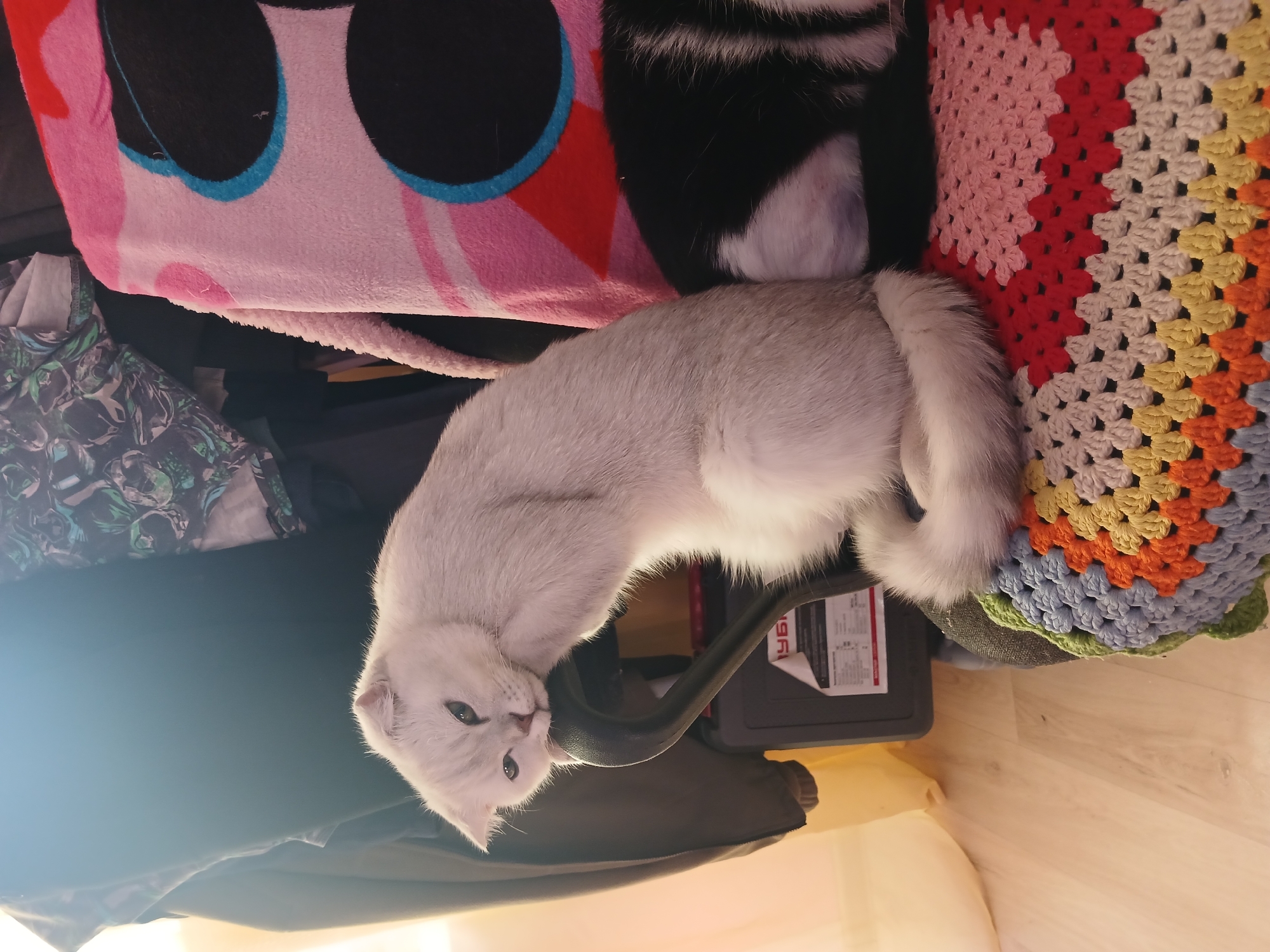 A white cat is nestled among various soft objects. The cat is lying on top of a black object, and there is a multi-colored crocheted blanket to the right of the cat. Behind the cat are a pink blanket with black and blue circles, and a black and white furry item. The background includes what appears to be a piece of clothing and a light-colored wooden floor. The scene is indoors, and there's no information to determine its location is in Noviy, Russia.