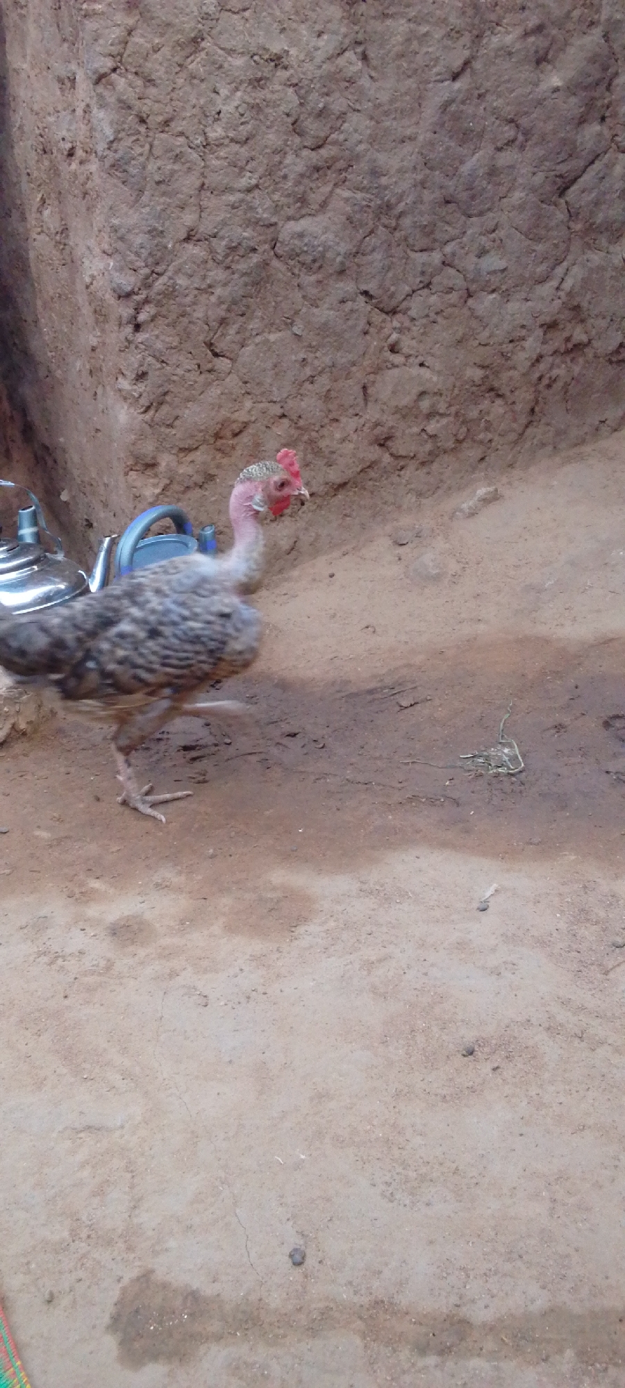 The image shows a turkey in an outdoor setting. The turkey is mostly grey and white with a red wattle and a bare, pink neck. Its head is turned to the right, and it appears to be walking on a dirt or sandy ground. In the background, there is a textured, earthen wall that appears to be made of mud or clay. To the left of the turkey, there are two metal objects that resemble teapots or kettles, one silver and one blue. The ground is dry and dusty, with some small debris scattered around. The lighting suggests it is daytime, possibly mid-morning or afternoon, with no indication of specific weather conditions. The overall scene appears to be a rural or informal domestic setting, consistent with the provided location context of Yayu, Nigeria. There is no visible text in the image.