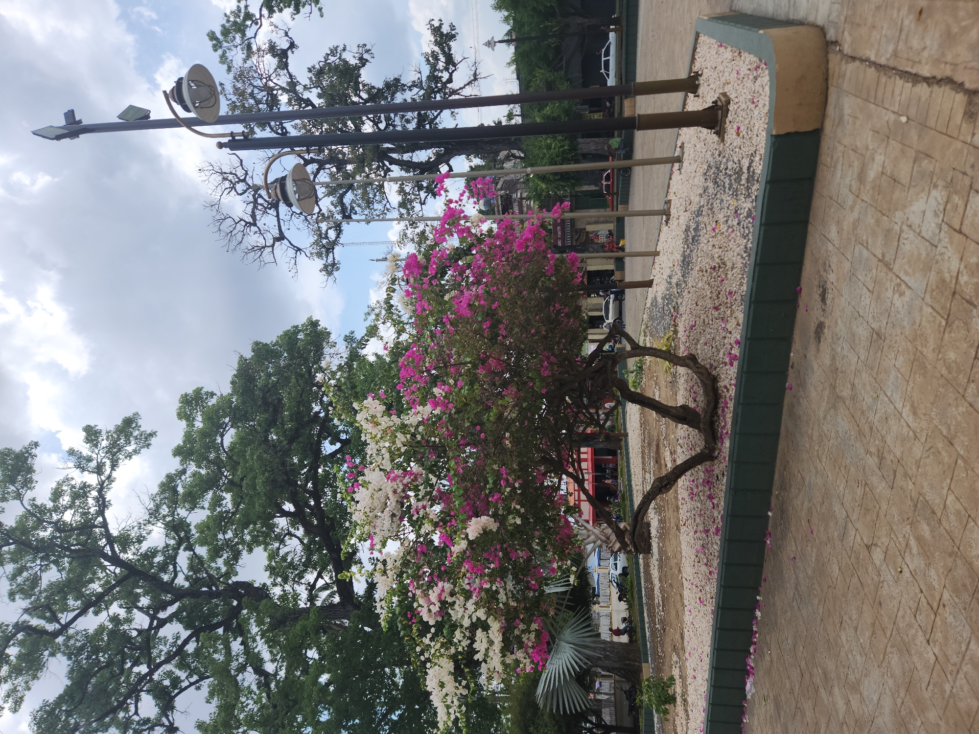 The image shows a tree with white and pink flowers in a landscaped area in Tinaquillo, Venezuela. The tree is surrounded by small white stones within a raised border. In the background are more trees, street lights, and buildings along a road with some vehicular traffic. The sky is partly cloudy. A paved walkway is visible in the foreground. There is no evidence of people.