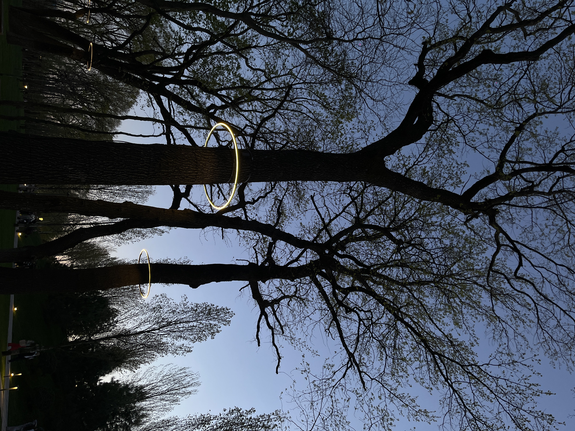 The image presents a low-angle view of trees adorned with circular light fixtures, possibly LEDs, in a park-like setting. Two prominent trees in the foreground have illuminated rings encircling their trunks. The backdrop features a twilight sky, transitioning from light blue near the horizon to a darker hue above. In the background, additional trees and scattered light sources suggest a path or walkway within the park. People are faintly visible in the lower-left corner. The location is likely a park in Krasnodar, Russia, given the original query.