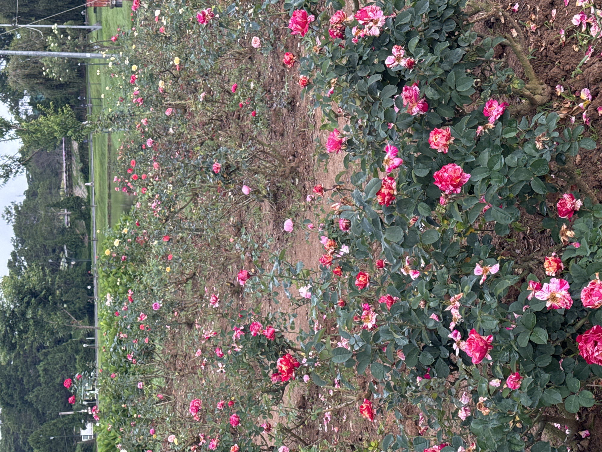 The image depicts a rose garden in the city of Xuân Hương, Đà Lạt, Vietnam. The foreground is filled with numerous rose bushes in various stages of bloom, displaying a spectrum of colors including pink, red, and yellow. The roses are tightly packed, with some bushes appearing more densely flowered than others. The ground beneath the bushes is covered in dark soil, with scattered rose petals and fallen leaves. In the background, a body of water, likely a lake, is visible, bordered by a grassy area. Beyond the lake, a road runs parallel to the water, with a few streetlights lining the side. Further in the distance, a dense formation of evergreen trees creates a green backdrop, with some deciduous trees interspersed among them. The sky above is overcast, suggesting a cloudy or diffused lighting condition. No people are clearly visible in the immediate vicinity of the roses.