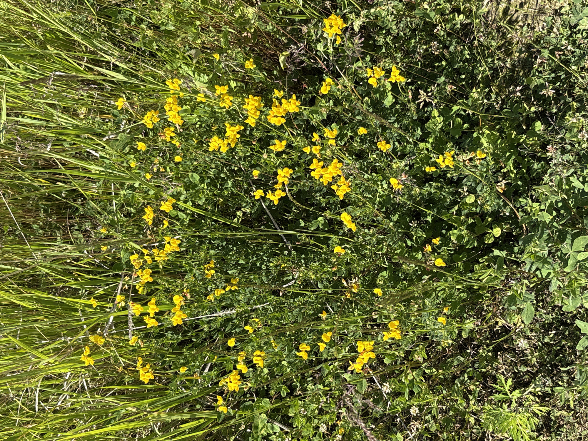 A dense cluster of small, bright yellow wildflowers is blooming amidst tall green grasses and other low-lying green foliage. The wildflowers have delicate petals and are clustered on thin stems, reaching upwards through the greenery. The scene appears to be a natural, uncultivated area, possibly a meadow or field in the outskirts of Manushkino, Russia. The sunlight creates dappled patterns on the plants, suggesting a bright day. There are no people or animals visible in the image.