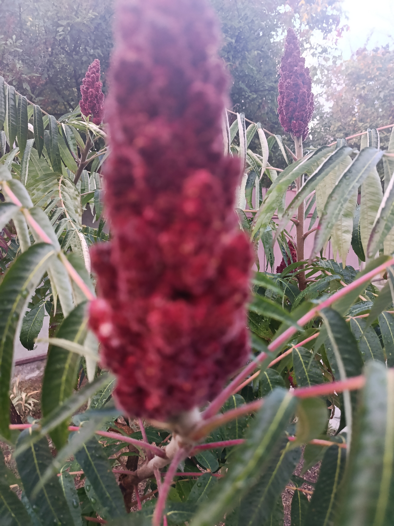 A close-up, slightly blurry shot captures a deep red, fuzzy flower spike of a staghorn sumac plant, foregrounded on the right. The spike is elongated and conical, densely packed with small, dark red florets. Behind it, to the left and slightly further back, is another, similar but smaller, red flower spike. The plant's large, compound leaves are visible, with rows of serrated leaflets. These leaves are a deep green with lighter green or yellowish veins. The leaves are wet, suggesting recent rain or dew. The background is out of focus, showing foliage and hints of trees and possibly a building. The overall lighting is soft and diffused, suggesting an overcast day or early morning/late evening. The scene is likely in a garden or natural setting within the city of Smila, Ukraine, as indicated. There are no people or animals present.