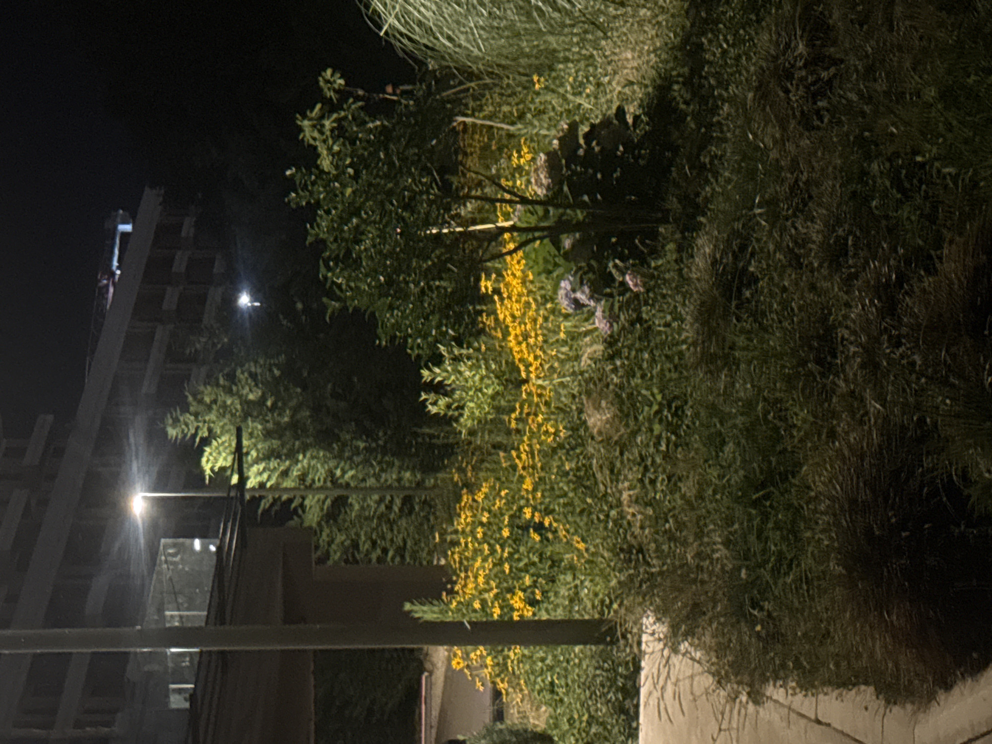The image depicts an outdoor scene at night, illuminated by artificial light. In the background, a multi-story building with visible windows and structural elements is present. A street lamp with a bright light source stands to the left of the building. In the foreground and middle ground, there is a dense arrangement of vegetation, including a bed of yellow flowers, various grasses, and shrubs. A small tree with green foliage is centrally located in the middle ground. A paved walkway or path runs along the left side of the image. The overall environment suggests an urban or suburban landscape with cultivated greenery. There are no people visible in the image. The location is identified as Boreti, Montenegro.