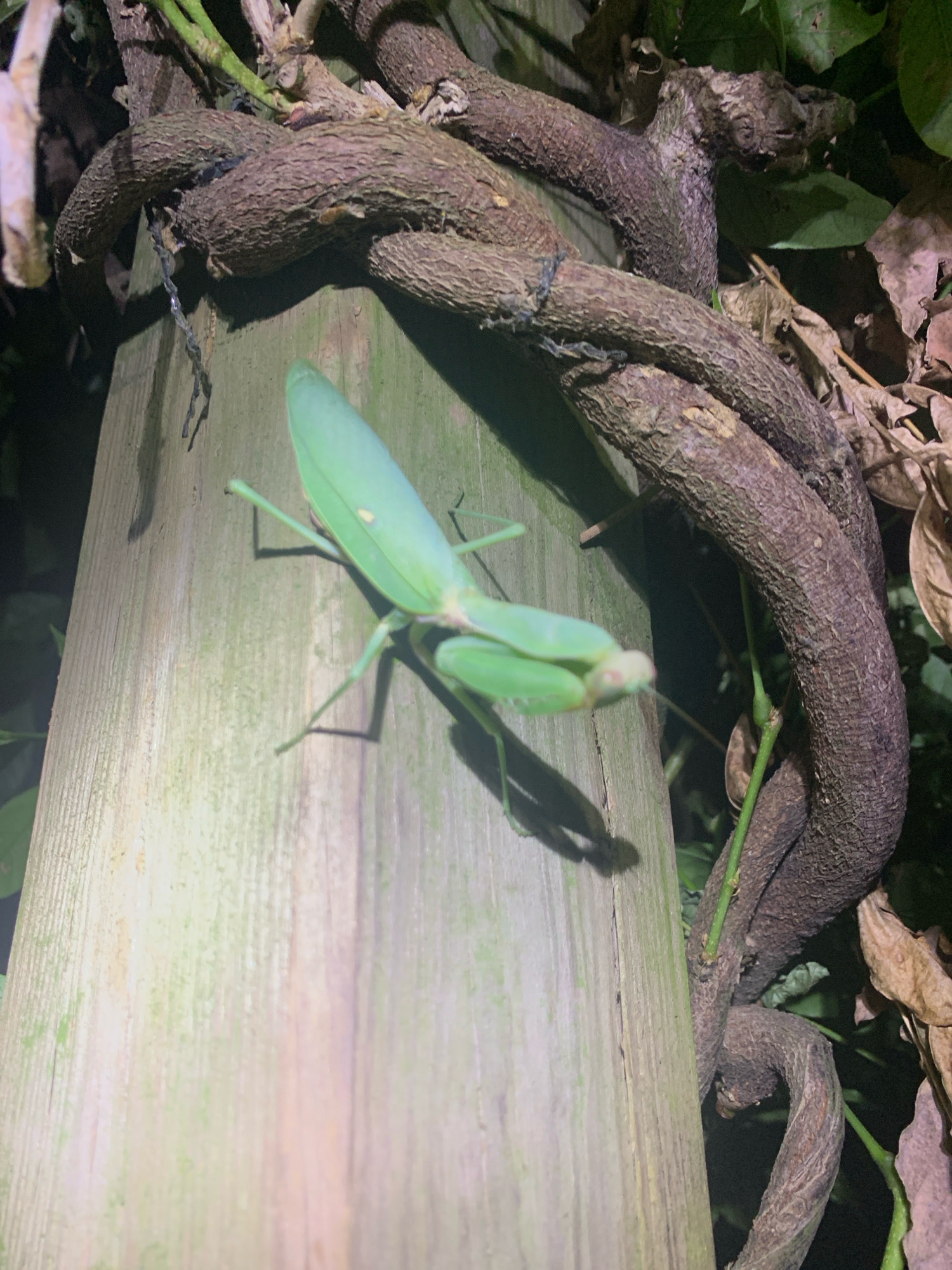 A praying mantis is perched on a weathered wooden post in Massenzatica, Italy. The insect, a vibrant green, is positioned vertically on the post, with its forelegs raised in a characteristic predatory stance. Its body is elongated, and its head is turned slightly to the left. Thick, woody vines twine around the post and extend upwards, some with dried leaves attached. The background consists of dark foliage and shadows, suggesting an outdoor, natural setting at dusk or night. The wooden post shows signs of age, with vertical grain and a slight greenish patina, possibly from moss or algae. The overall scene is one of natural camouflage and predatory stillness.