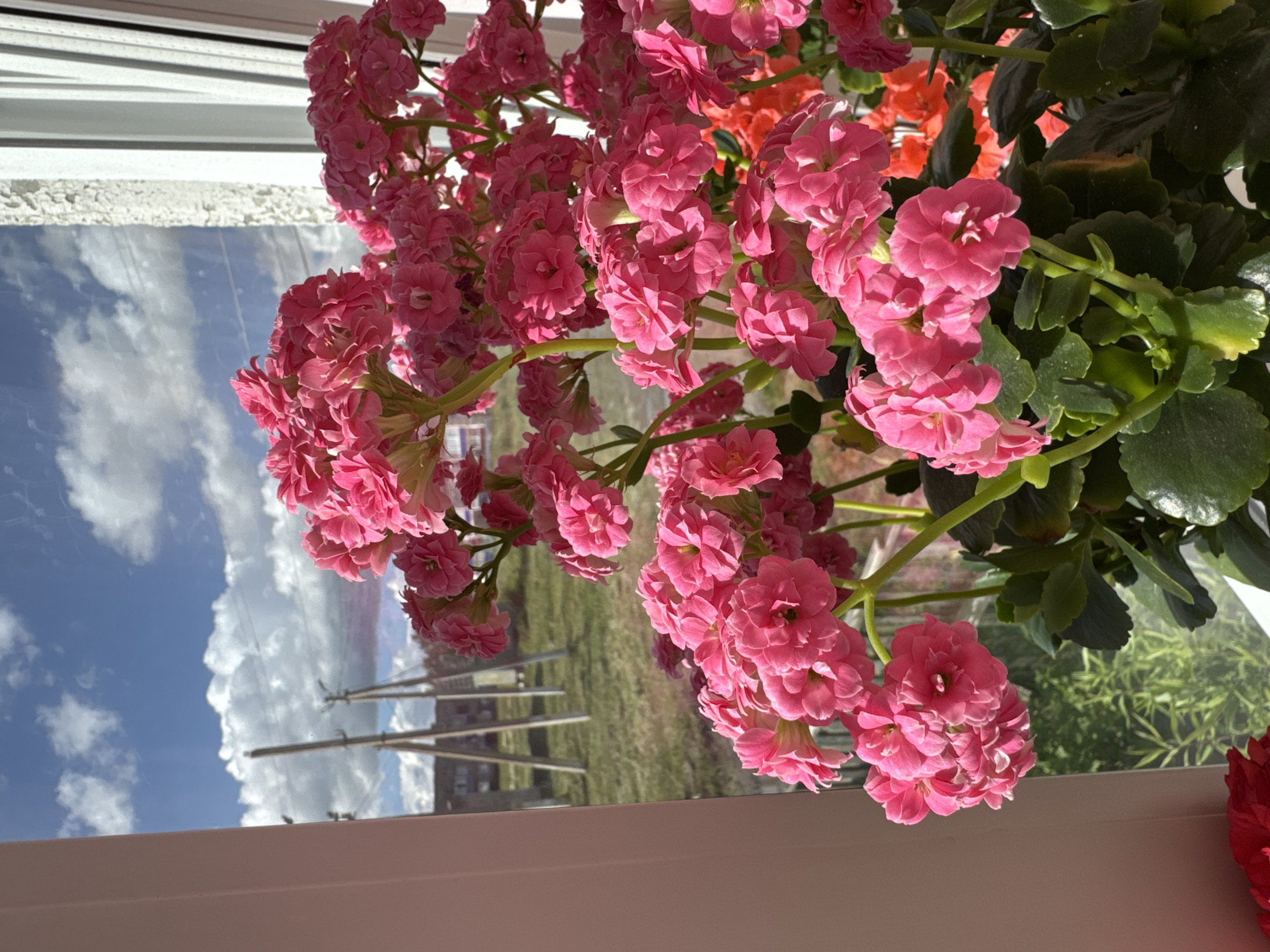 A close-up, eye-level shot captures a potted plant with clusters of vibrant pink flowers and green leaves, positioned indoors on what appears to be a windowsill. The plant is the primary subject, filling the foreground and right side of the frame. Through the window behind the plant, a bright blue sky with fluffy white clouds is visible, along with a landscape that includes grassy terrain, a few buildings, and utility poles, suggesting an outdoor environment in the city of Mursalimkino, Russia. The lighting indicates it is daytime, with sunlight streaming in from the window, illuminating the flowers and casting shadows. There are no people or animals present in the image.