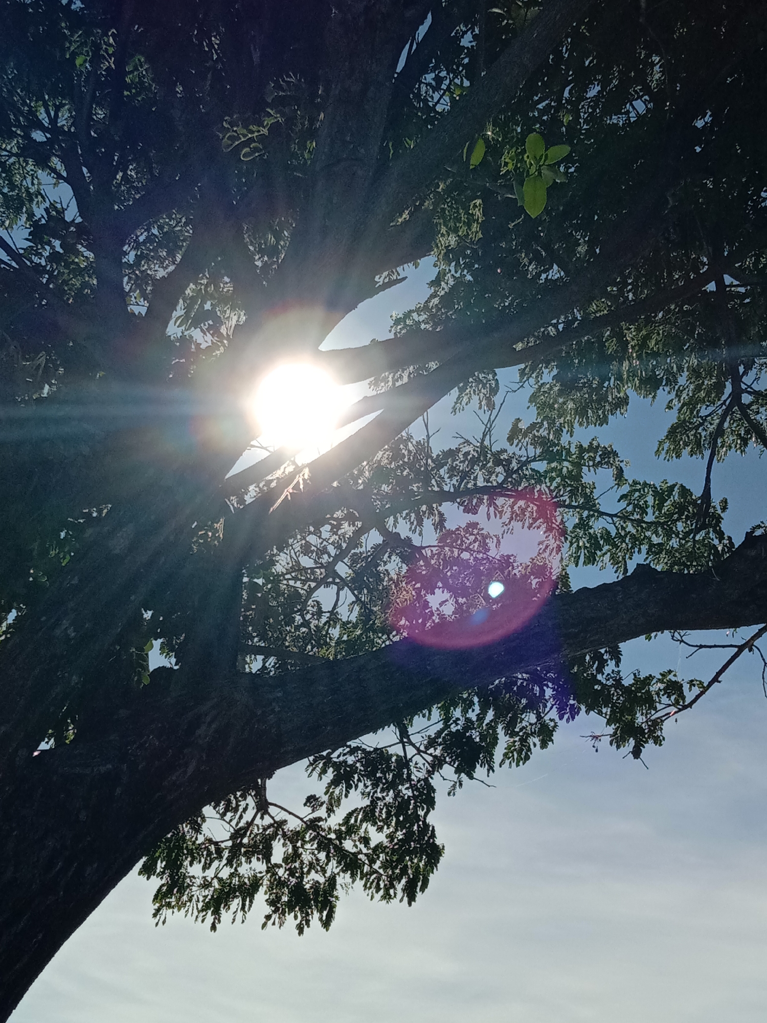 The image shows a low-angle view looking up into the canopy of a large tree against a bright sky. Sunlight is shining through the branches, creating a lens flare effect. The tree has a thick trunk and numerous branches, with green leaves visible. The sky is a light blue color, with some cloud cover.
Without further evidence, the image does not include sufficient information to confirm its location in Lhokseumawe, Indonesia. More information about the image's context is required to make an accurate assertion.