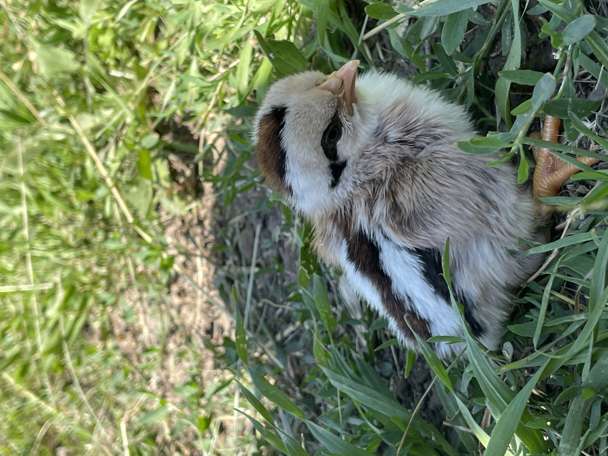A baby chick is sitting in the grass. The chick is light brown and white with dark brown stripes on its head and back. It has a small orange beak and orange legs. The grass is green and lush. The background is blurred and out of focus, but appears to be more grass and dirt. The scene is outdoors in natural light.