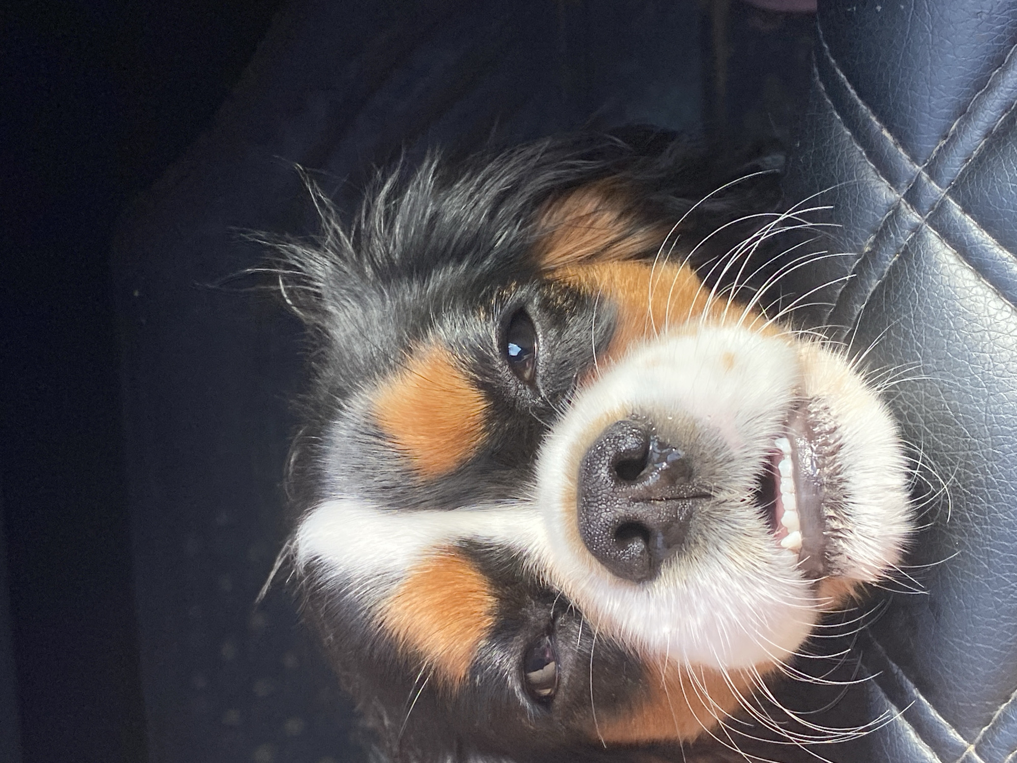 A tri-color Cavalier King Charles Spaniel dog is shown in a close-up portrait. The dog is looking directly at the camera with its mouth slightly open, revealing its teeth and gums. The background is dark and out of focus, but appears to be a car interior, with the dog resting on a black, quilted leather surface. The dog has distinct markings on its face, including brown patches over its eyes and on its ears, with a white blaze running down its nose. Its fur appears fluffy, and its whiskers are prominent and white. The image is well-lit, focusing on the dog's face. The location of Evsino, Russia is not ascertainable from the image.