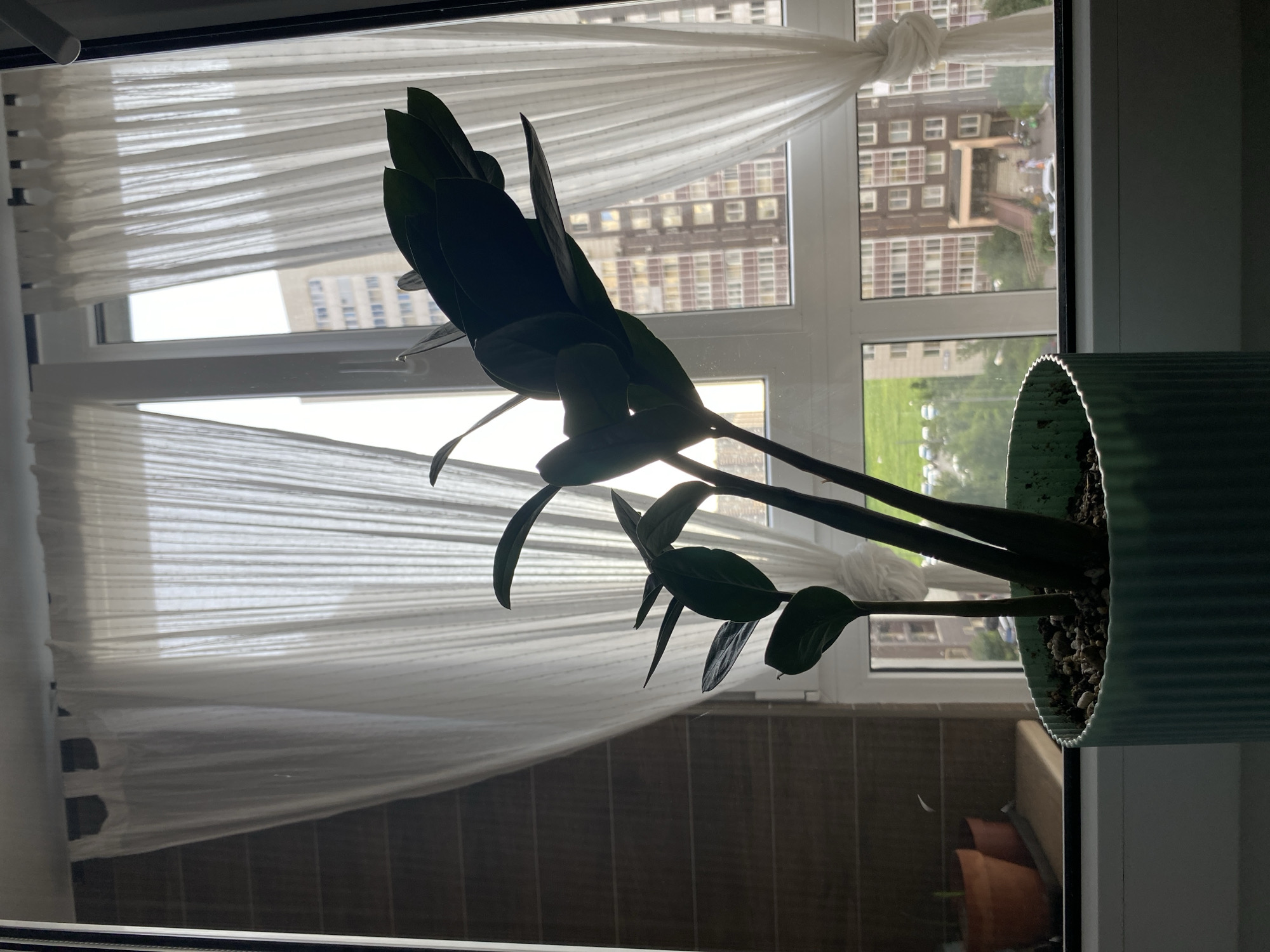 A dark green, potted ZZ plant sits on a windowsill in front of a sheer white curtain. The plant's glossy leaves are silhouetted against the bright sunlight filtering through the window. Outside the window, a cityscape is visible, with buildings and a green lawn. The scene appears to be indoors, in an apartment or building, with a focus on the plant as the central subject. The lighting suggests it is daytime, possibly morning or afternoon. There are no people visible in the image.