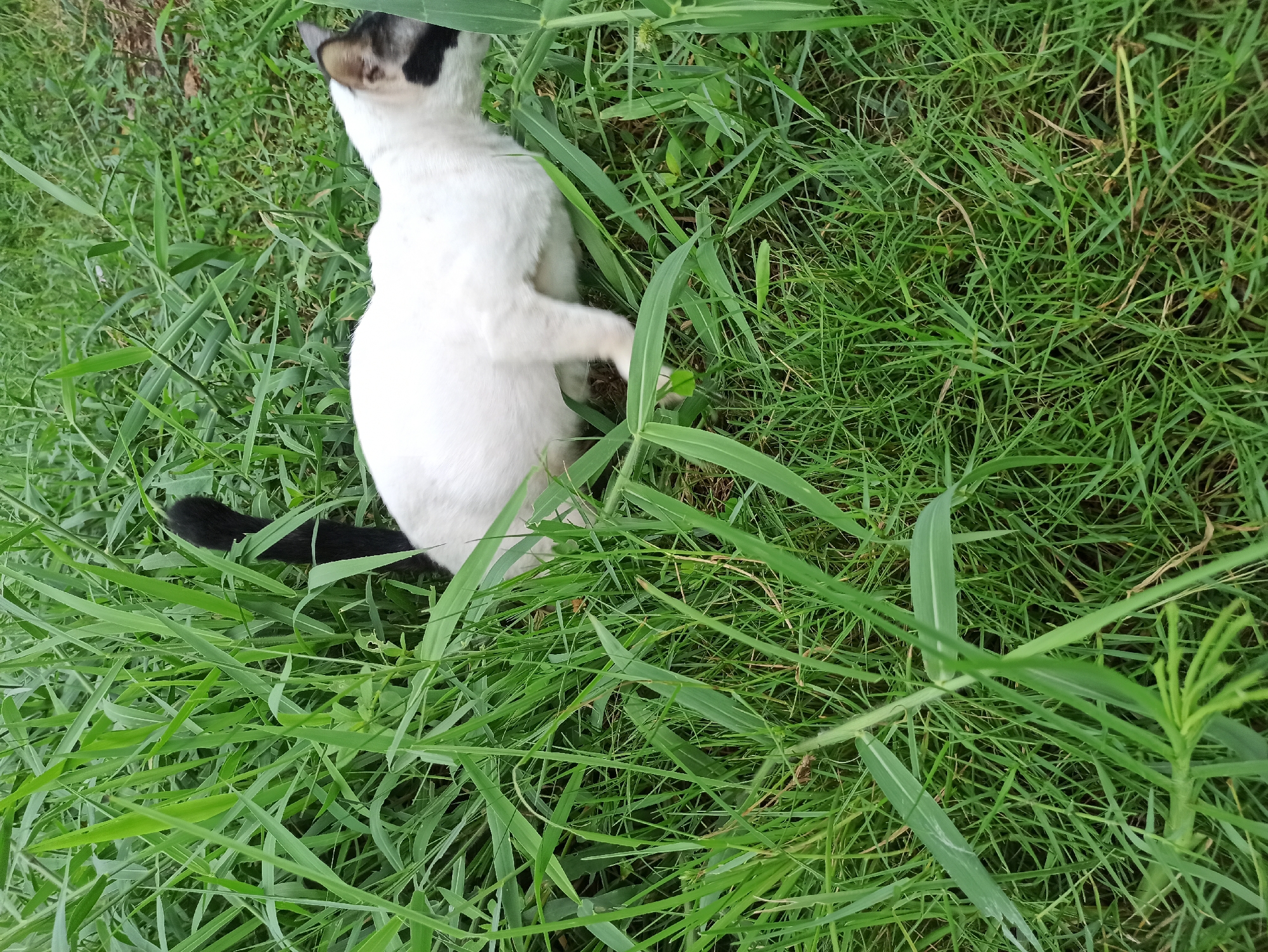 A white cat with black markings on its face and a black tail is partially hidden in tall green grass. The cat appears to be crouching or in a stalking pose. The environment is an outdoor grassy area, likely a garden or park within the city of Medan, Indonesia, given the lush vegetation and what appears to be damp ground, suggesting it might be a humid climate common to the region. The focus is on the cat and its immediate surroundings in the tall grass.