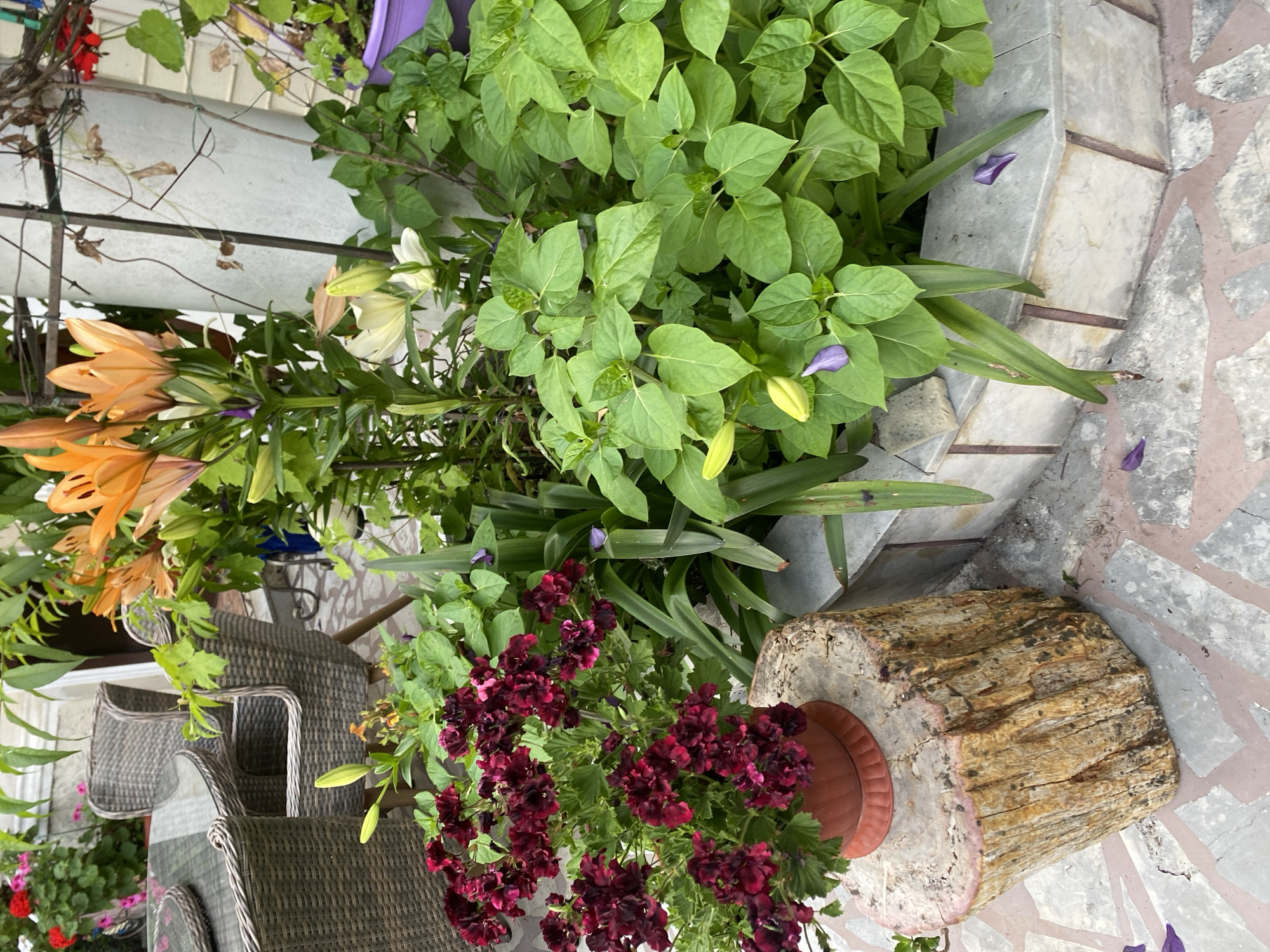 The image depicts an outdoor seating area at a cafe or restaurant in Sochi, Russia. A round wicker table with a glass top is visible, surrounded by wicker chairs. The area is decorated with lush green plants and vibrant flowers, including orange lilies and dark red geraniums. A rustic wooden stump serves as a plant stand for the geraniums. The ground is paved with irregular stone tiles. In the background, a white pillar and some building structure are present. There are no people visible in the image. The scene suggests a relaxing and pleasant outdoor environment suitable for dining or socializing.