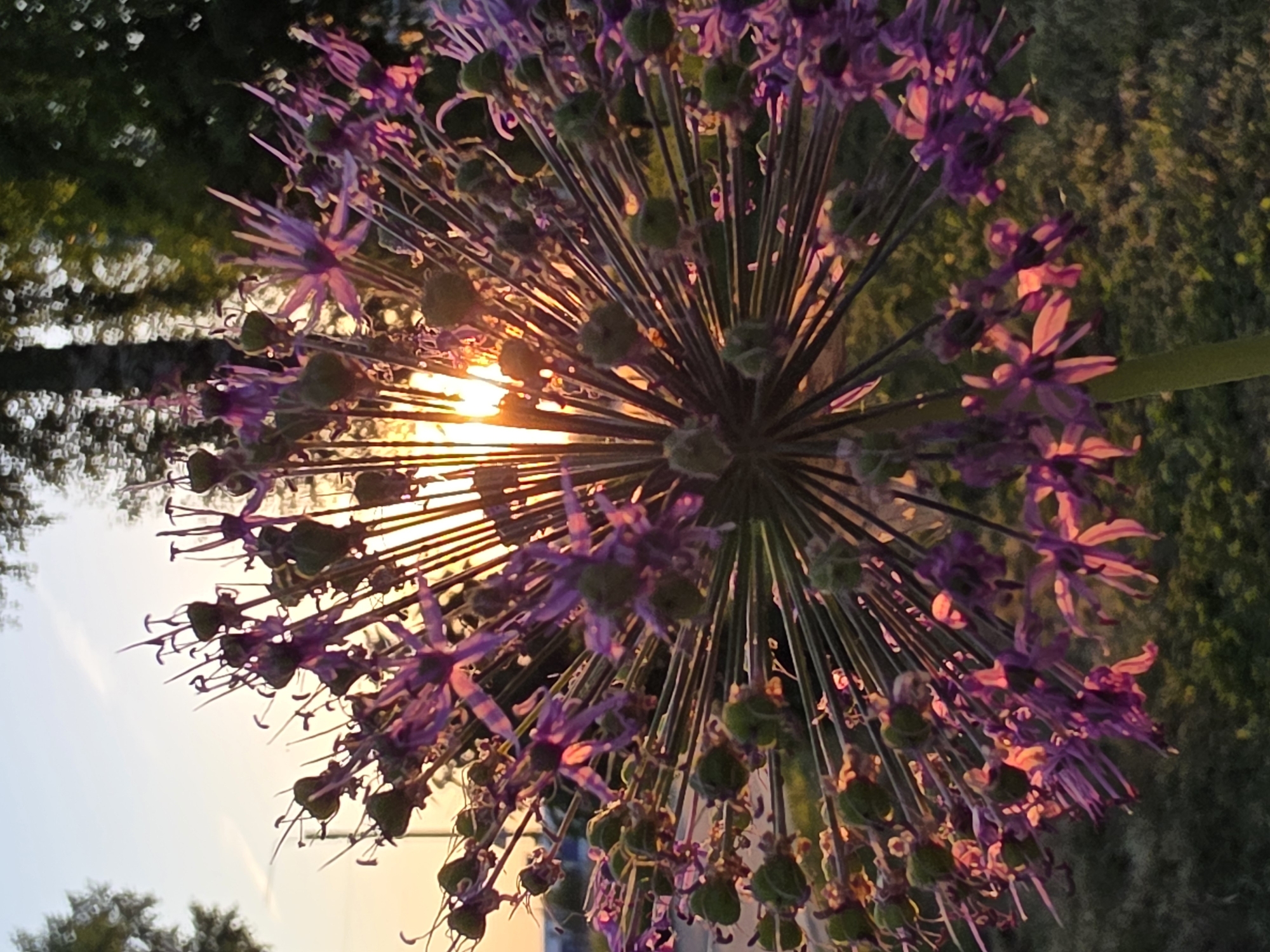 The image depicts a purple Allium flower head illuminated by the setting sun. The flower is centrally located, with its spherical form emphasized by the radiating flower stalks and small green seed capsules. The background includes a mix of foliage and sky, suggesting a natural setting within a park or garden. The angle of the sun and the presence of trees implies that the scene is at dusk or dawn. The location of Chaikovsky, Russia is based on external knowledge, not explicitly indicated within the image.